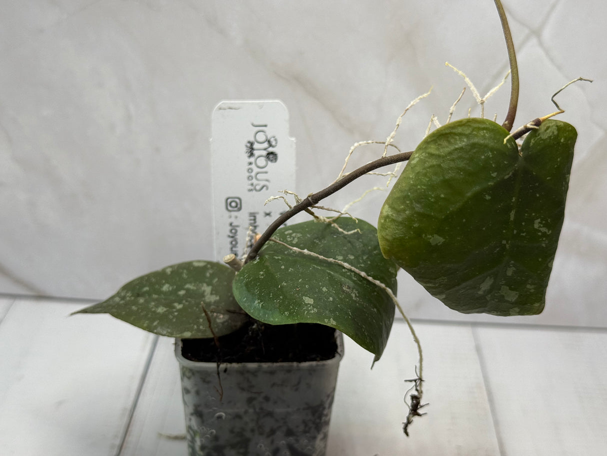 E-480 verticillata x imbricata