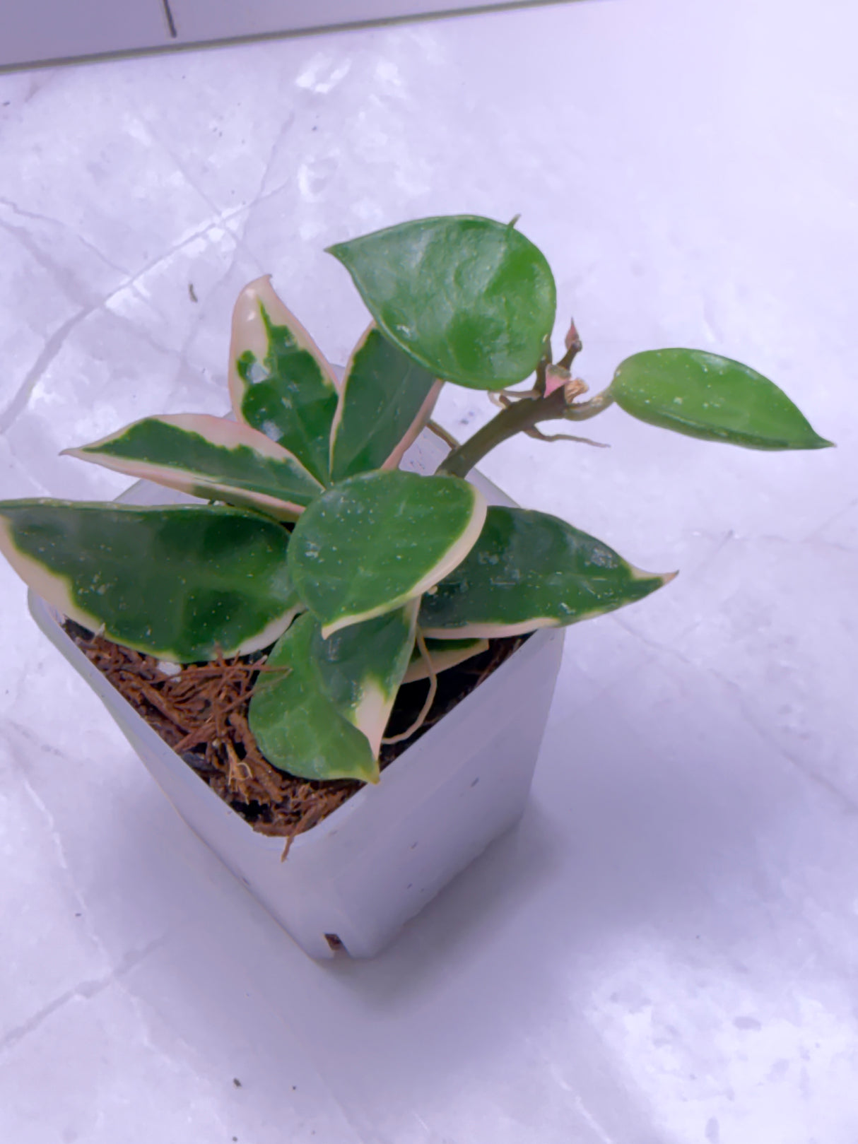 E-652 lacunosa 'Asami" (outer var. clone 1)