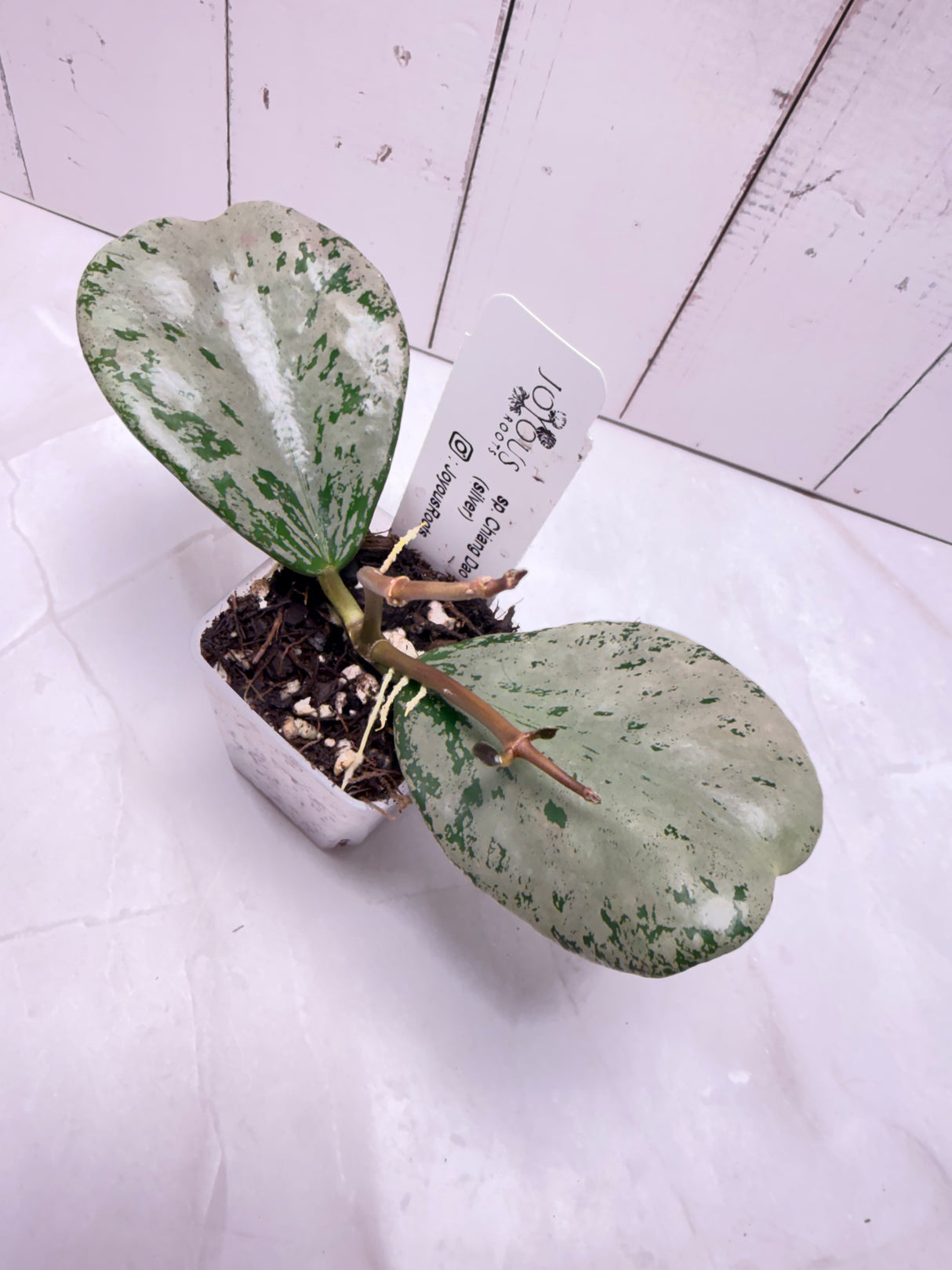 E-653 sp. Chiang Dao (silver)