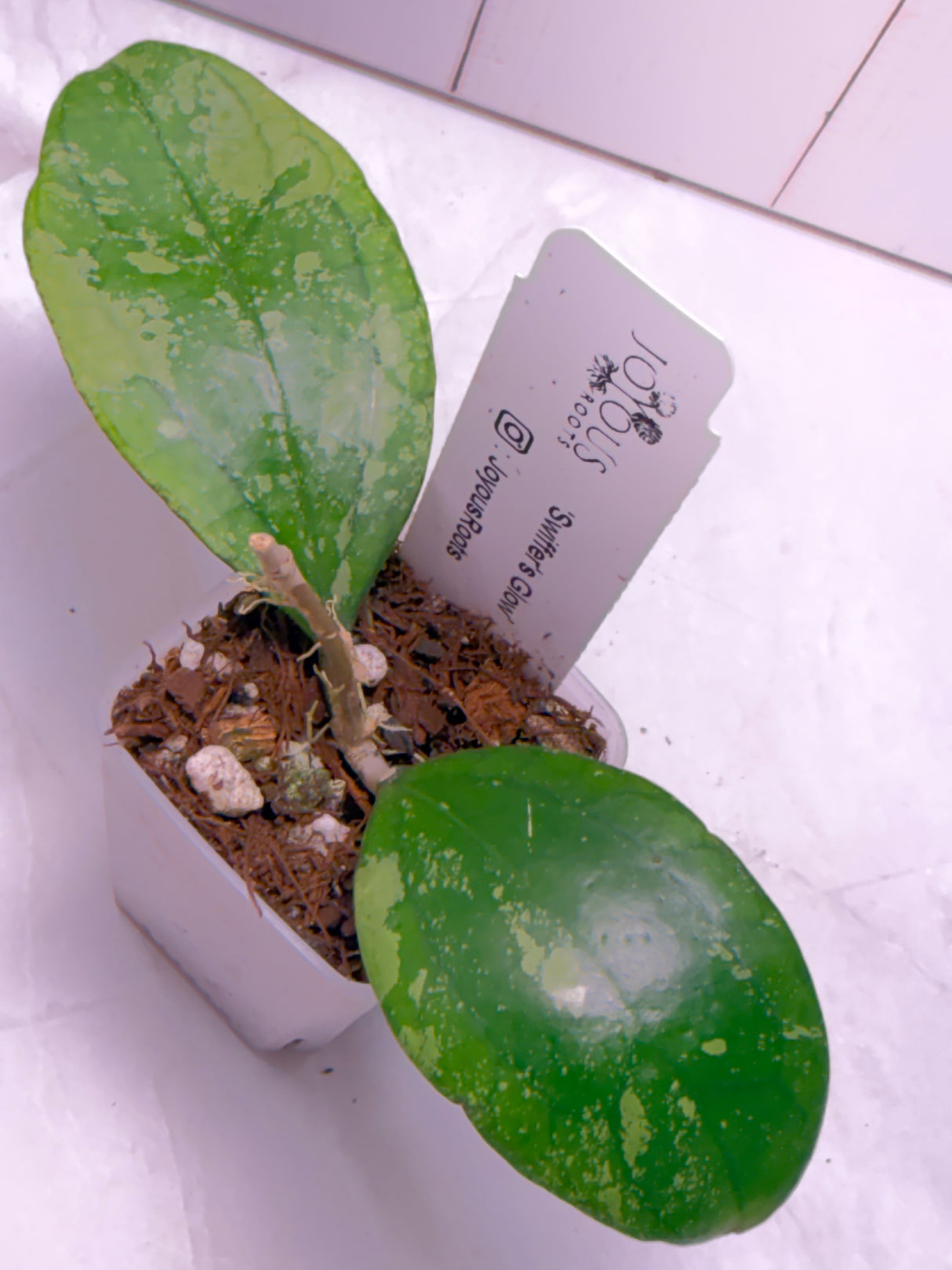 E-651 'Swiffer's Glow'
