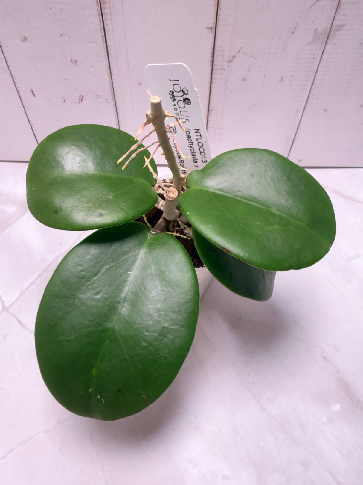 E-639 NTLOC013 (pachyclada x obovata)