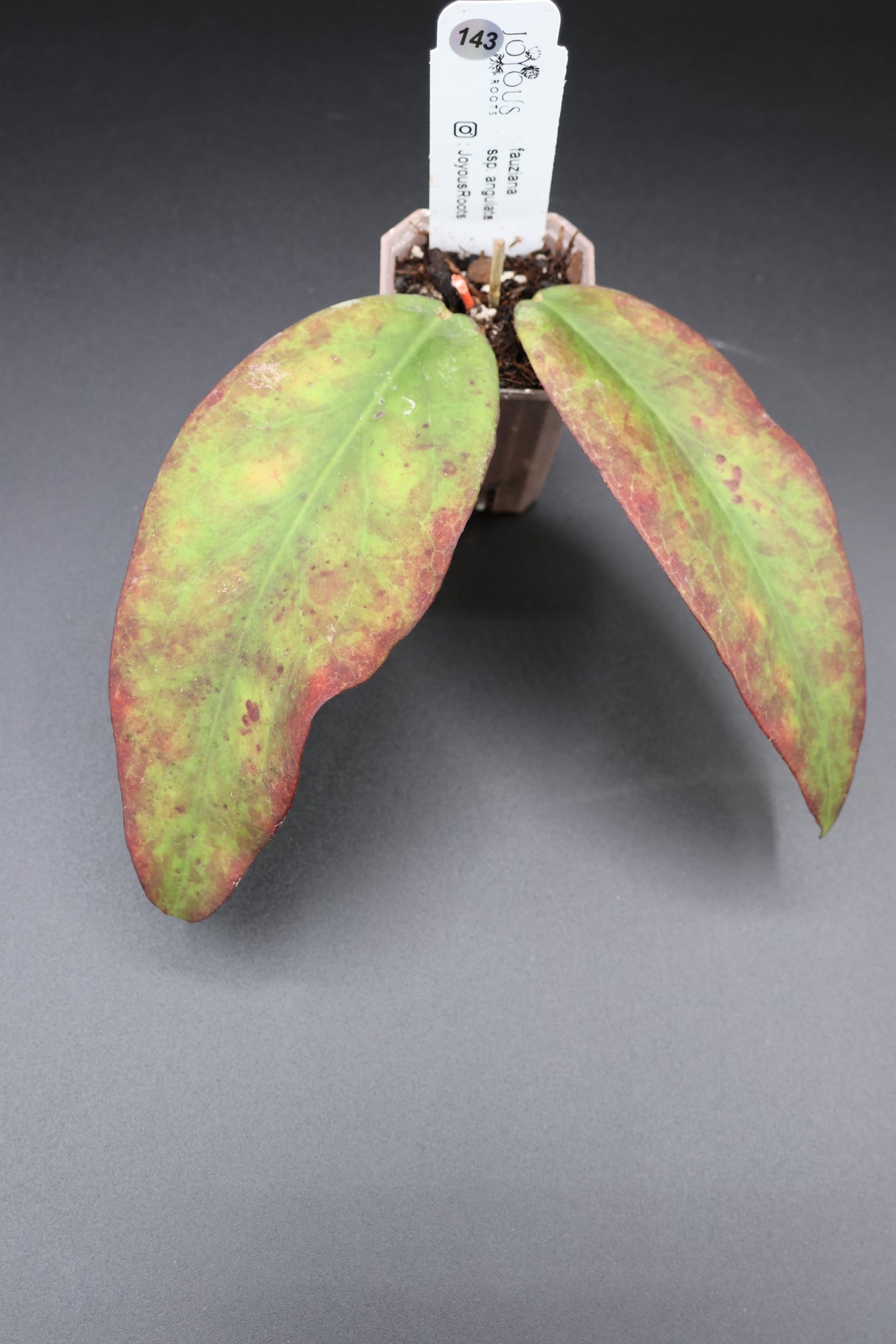 fauziana ssp. angulata -WE-709