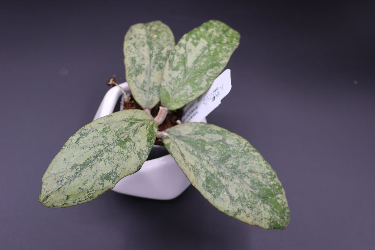 'Marshmallow Puff' RHM24116-AL1 -WE-725