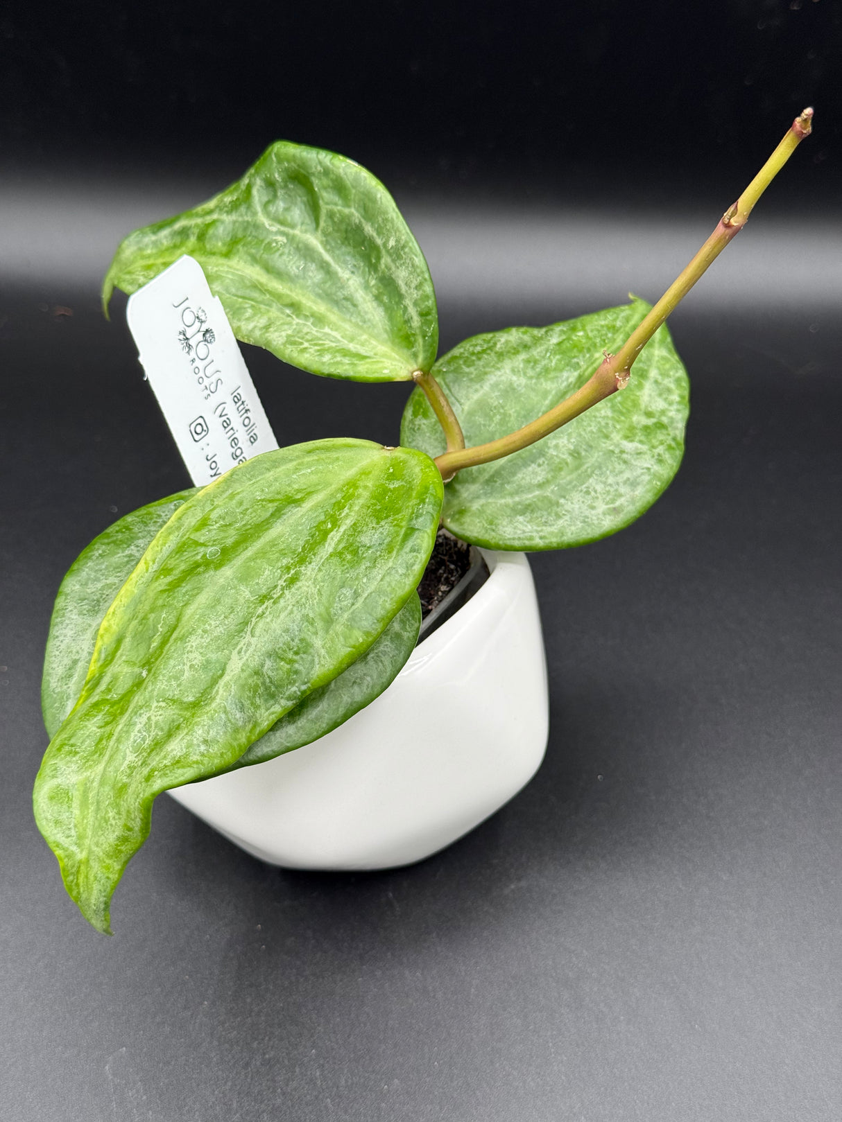 latifolia (variegated, UPT011) -WD-607