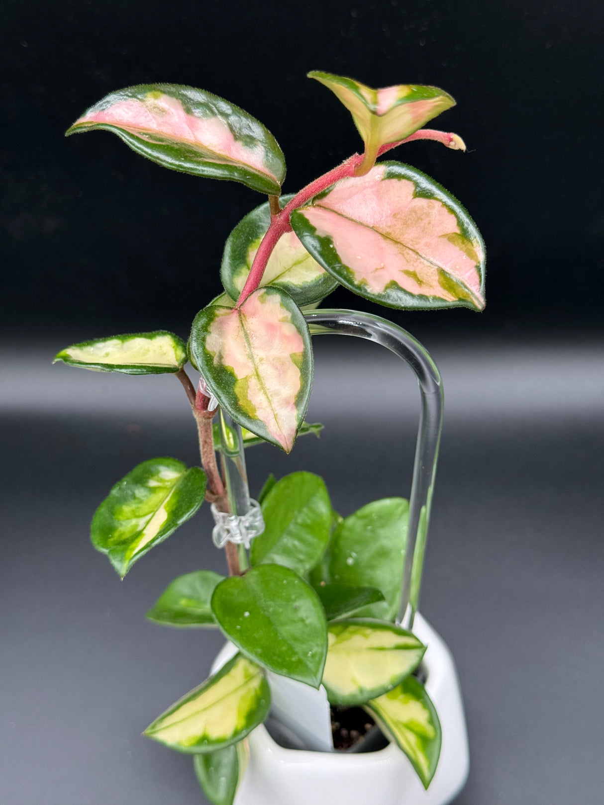 carnosa 'Krimson Princess’ (Tricolor) -WE-067