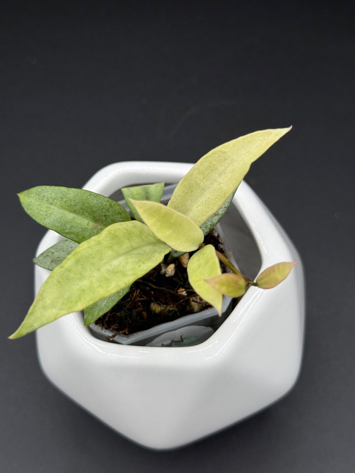 lacunosa ‘Winter Pandora’ -WD-950