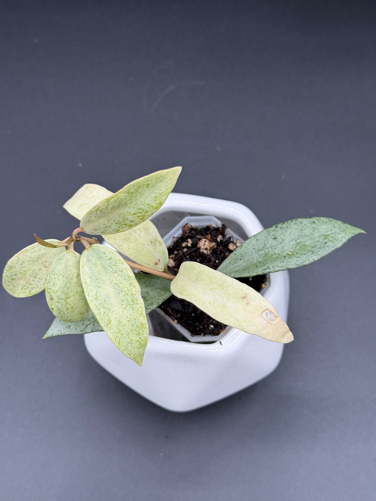 lacunosa 'Winter Pandora' -WE-235