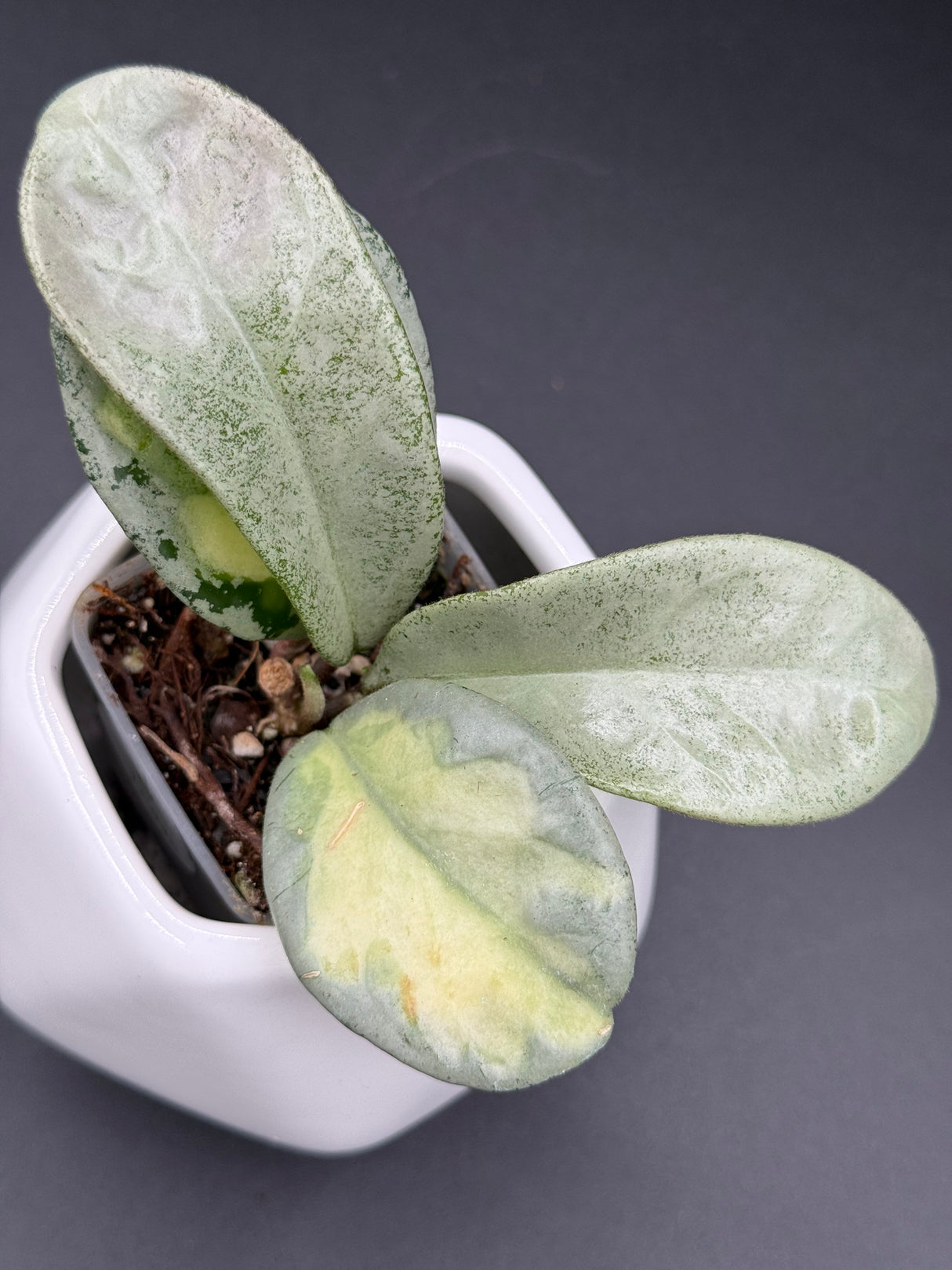 carnosa ‘Argentea Princess’ -WD-946