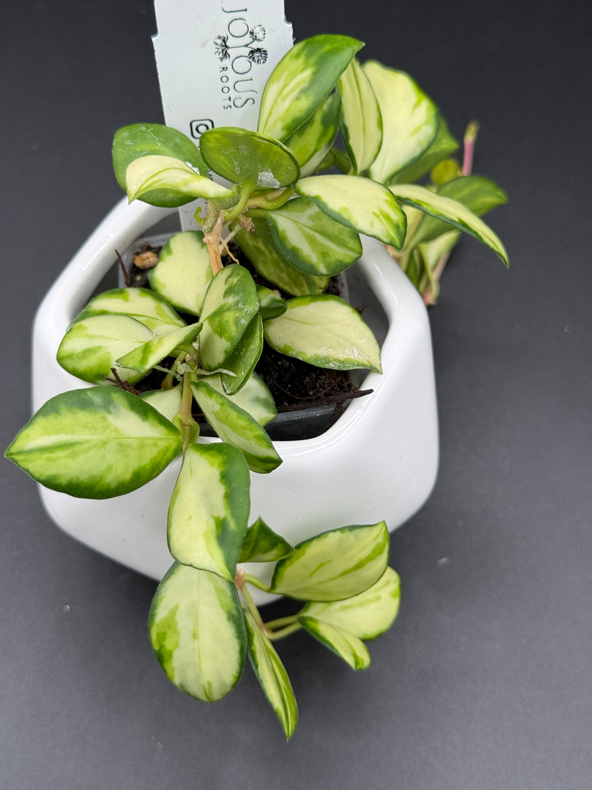 heuschkeliana (variegated) -WD-929