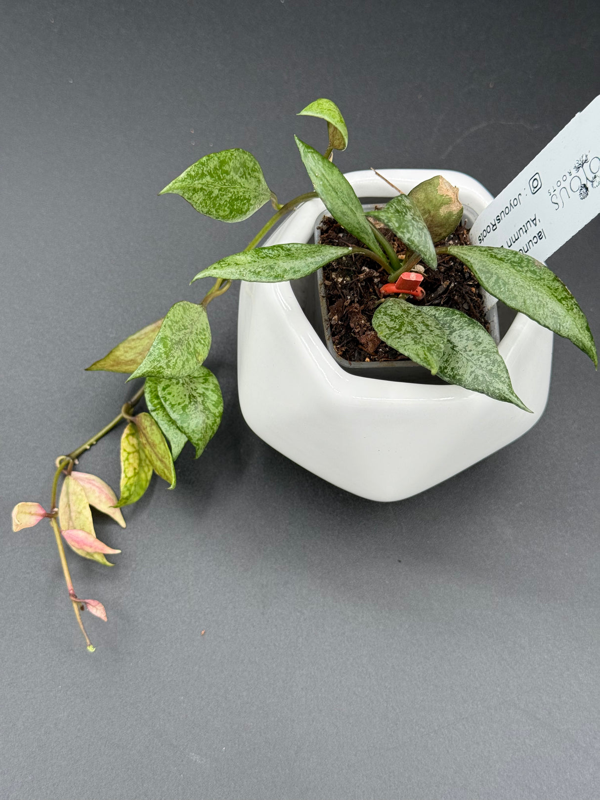 lacunosa 'Autumn Blush -WE-071