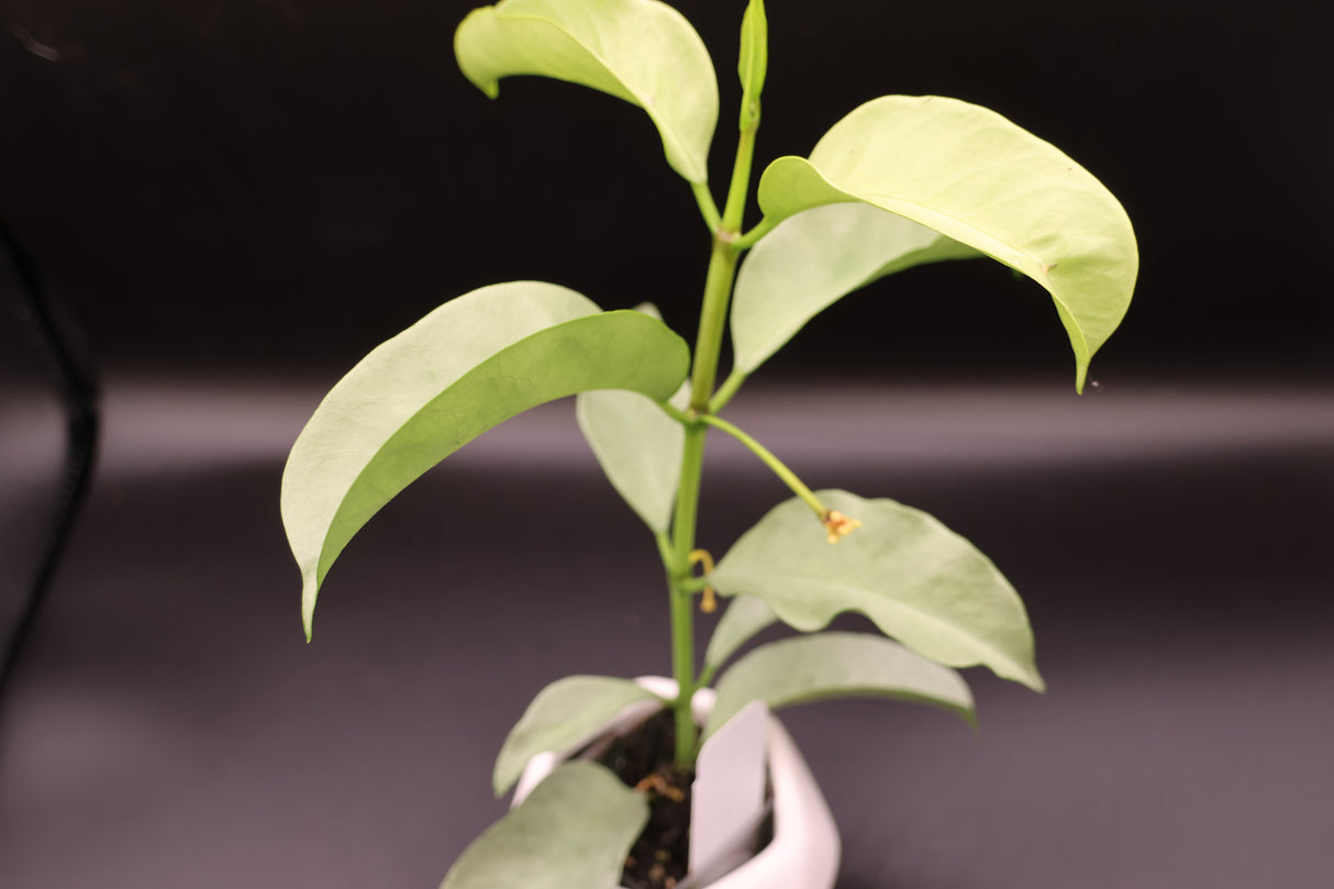 multiflora 'Wonderphil' -WE-239