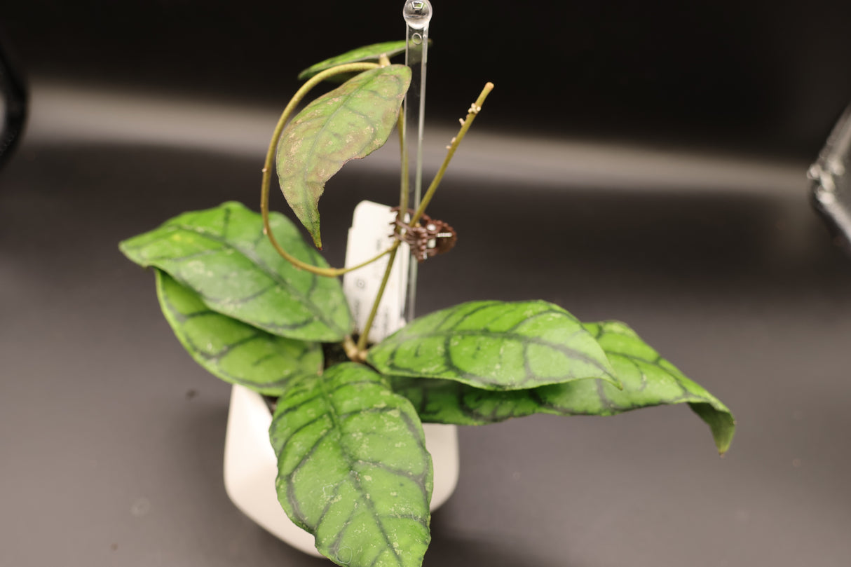 Callistophylla AR18 - WD-605