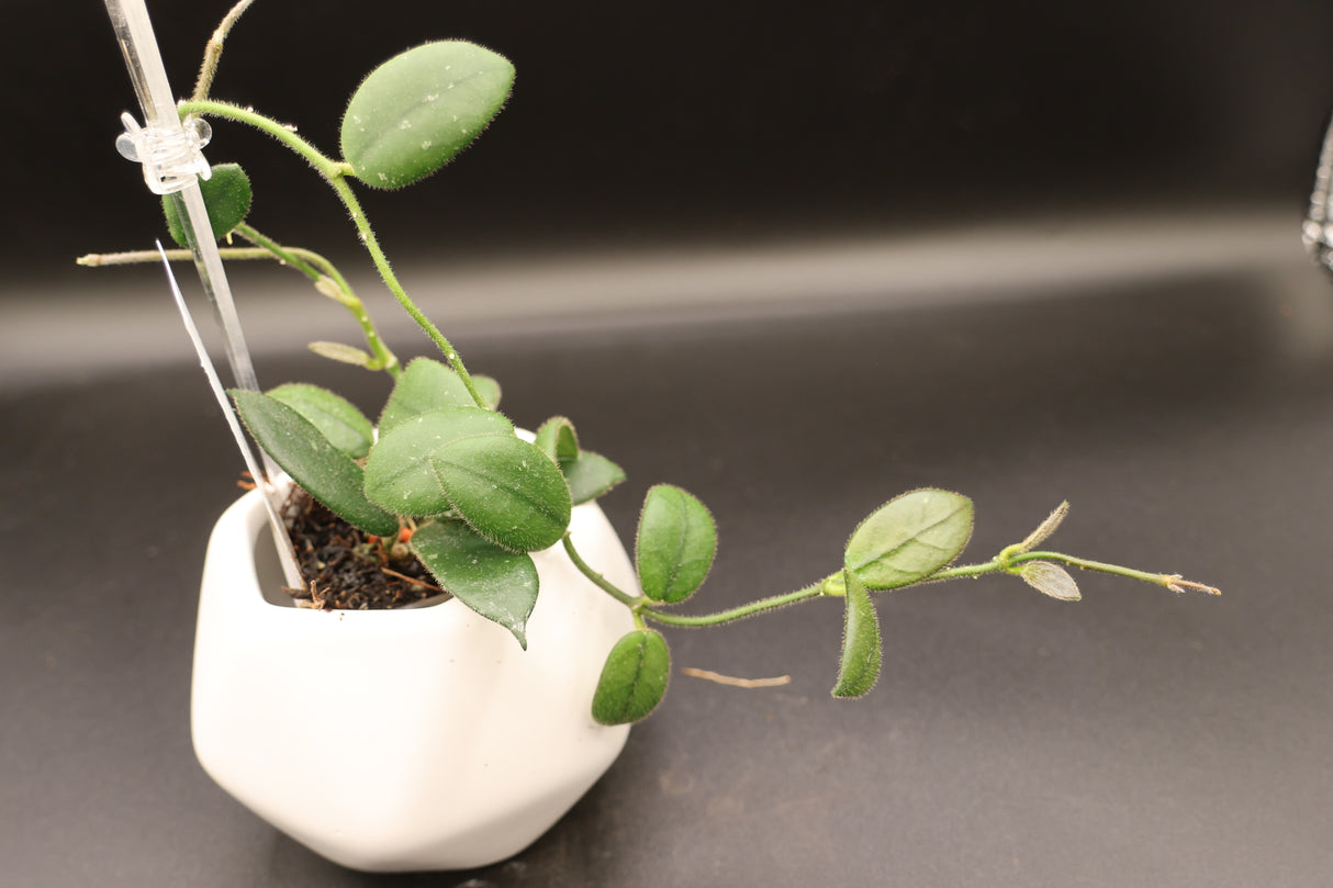 'Edamame’ -WE-072