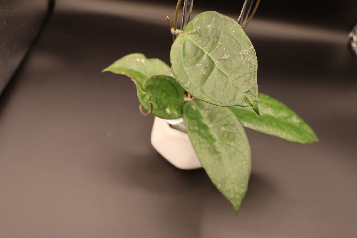 'Surisa' MB1280 (nicholsoniae x Goldeneye) -WE-079