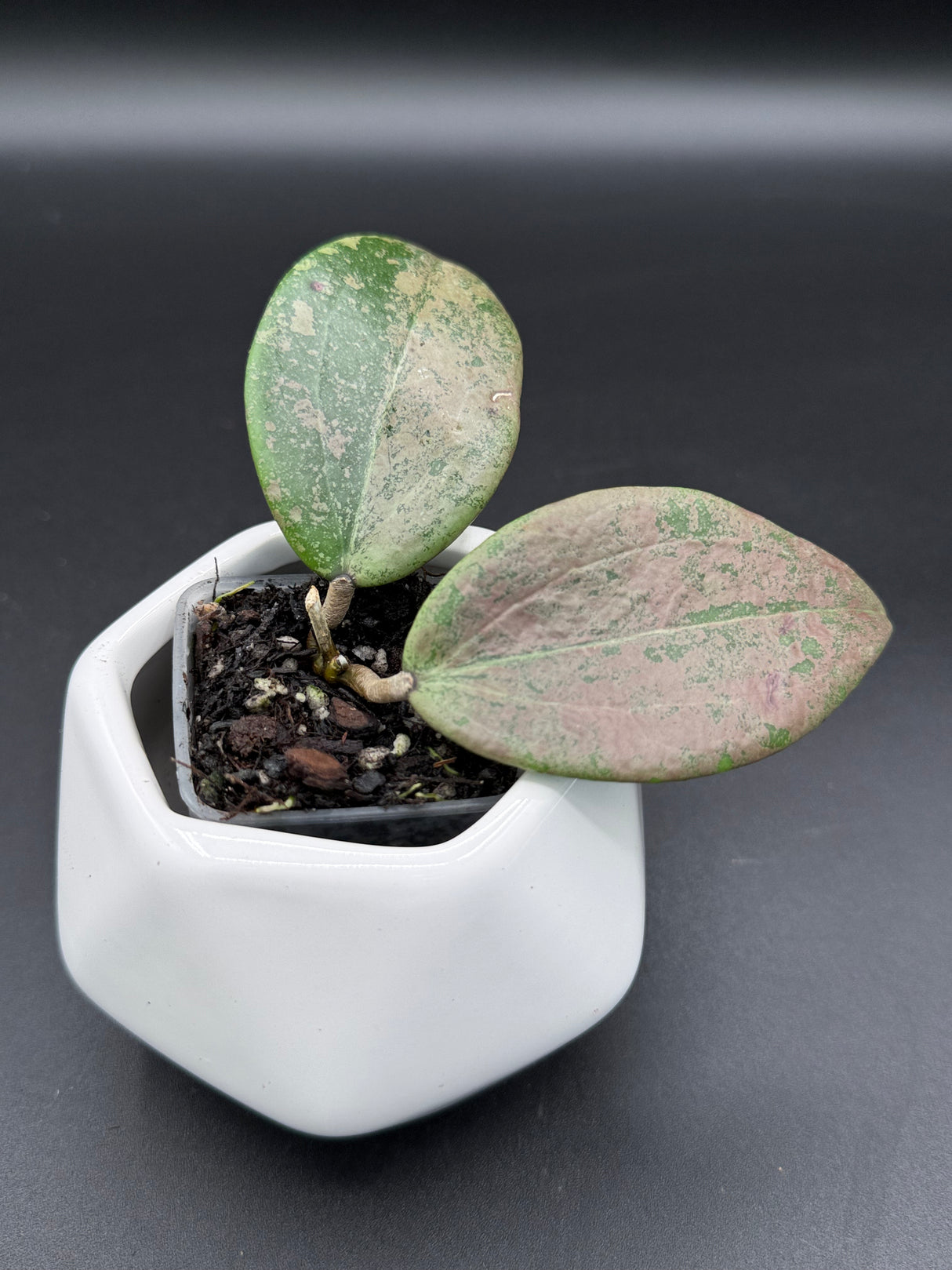 'Strawberry Matcha' (UPT008) -WF101