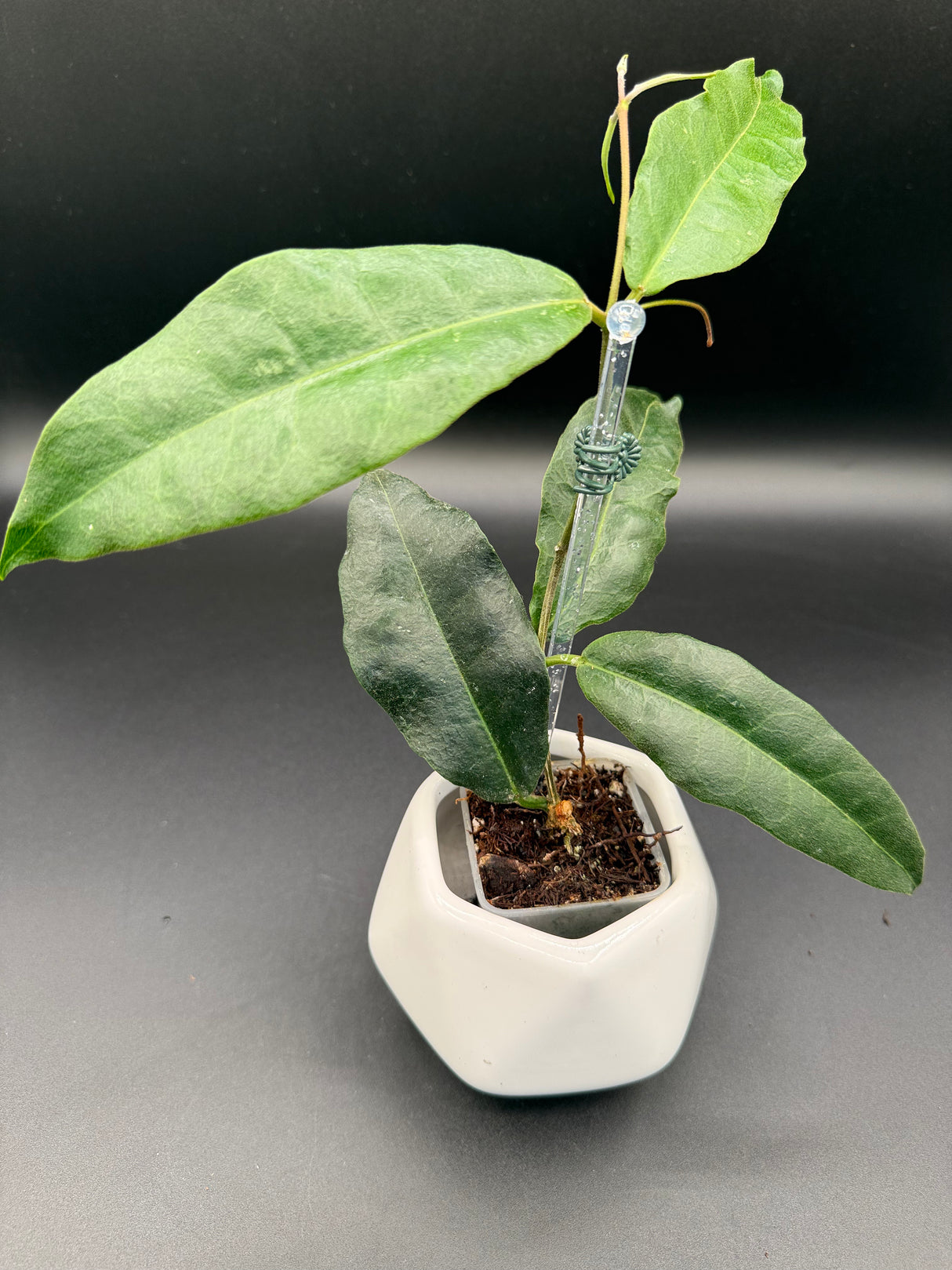 B2 'Srikandi NAP (wallichii (red) x versteegii) -WD388