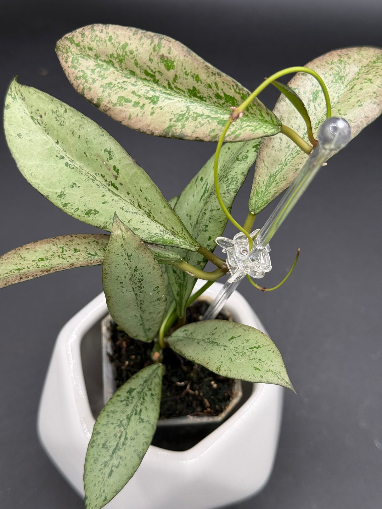 'Argentella Luna' (kentiana x lamingtonae) -WE-233