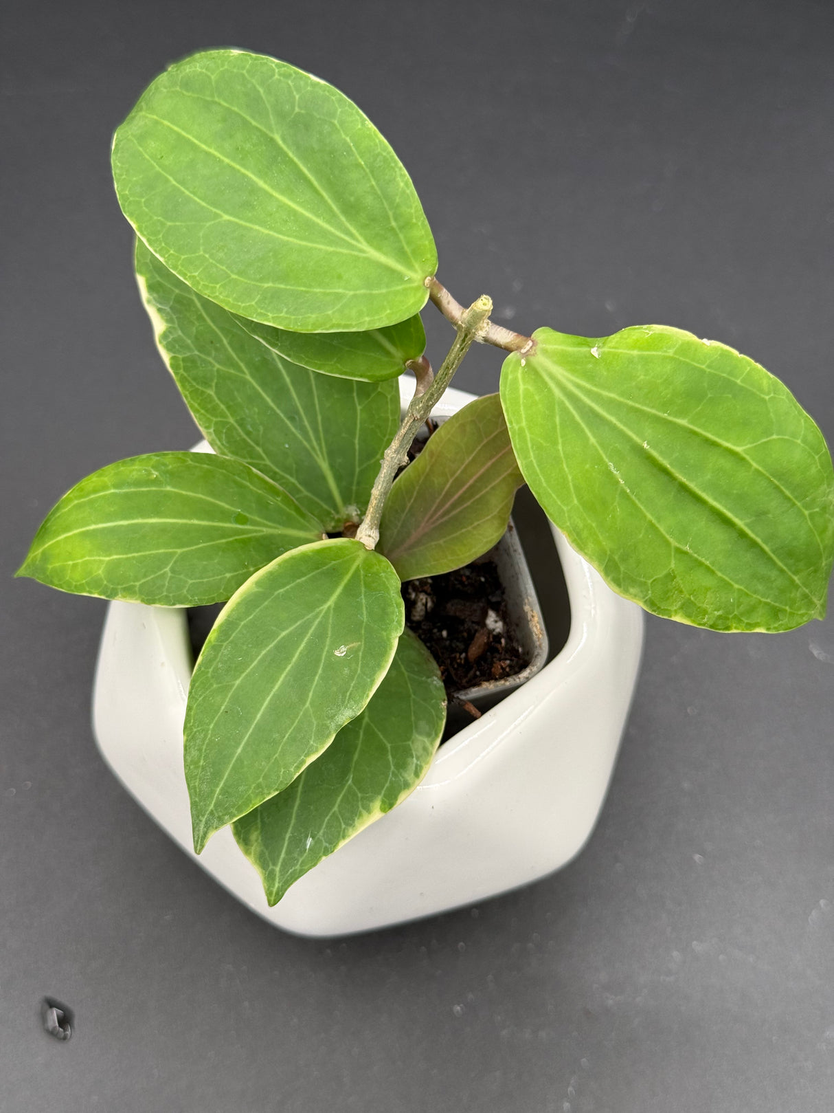 camphorifolia (outer variegated) -WD-530