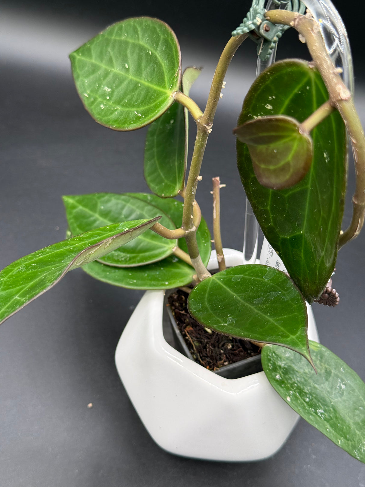UT249 x latifolia ‘Pot of Gold’ -WD-934