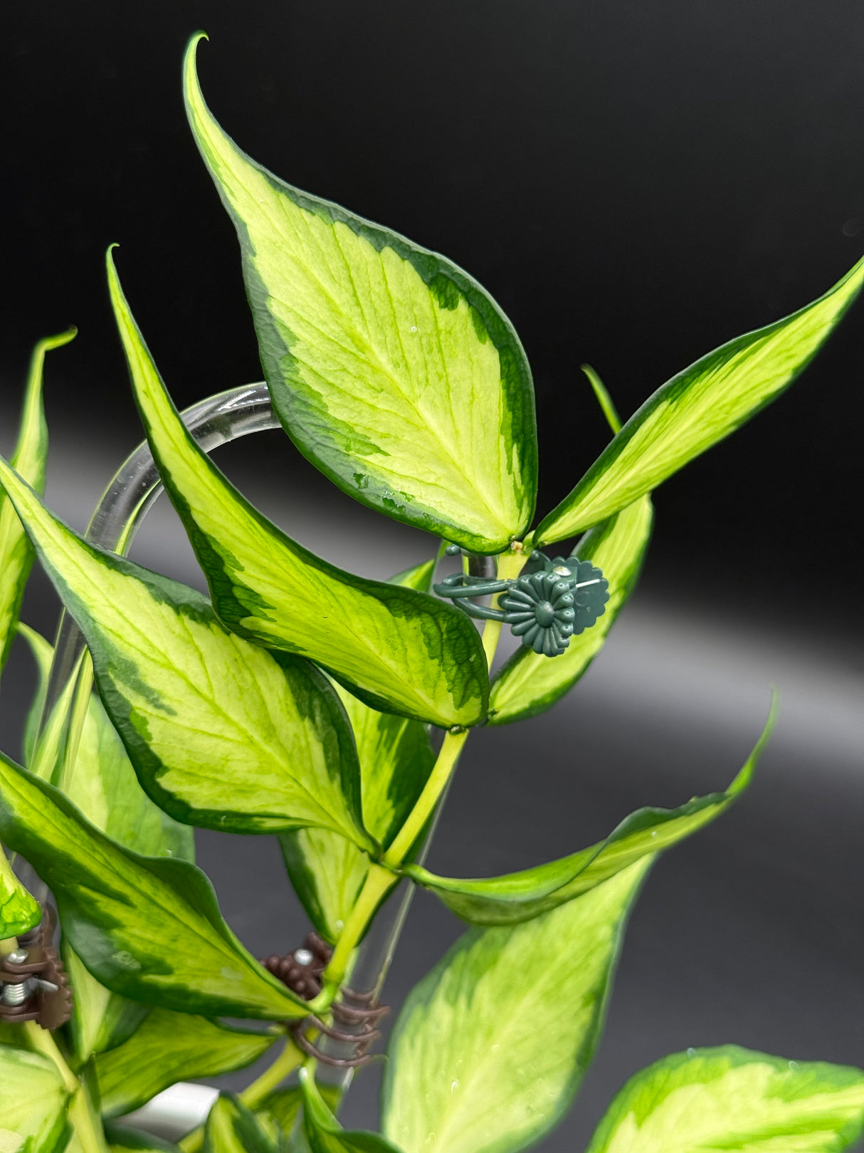polyneura (inner variegated) -WD-936