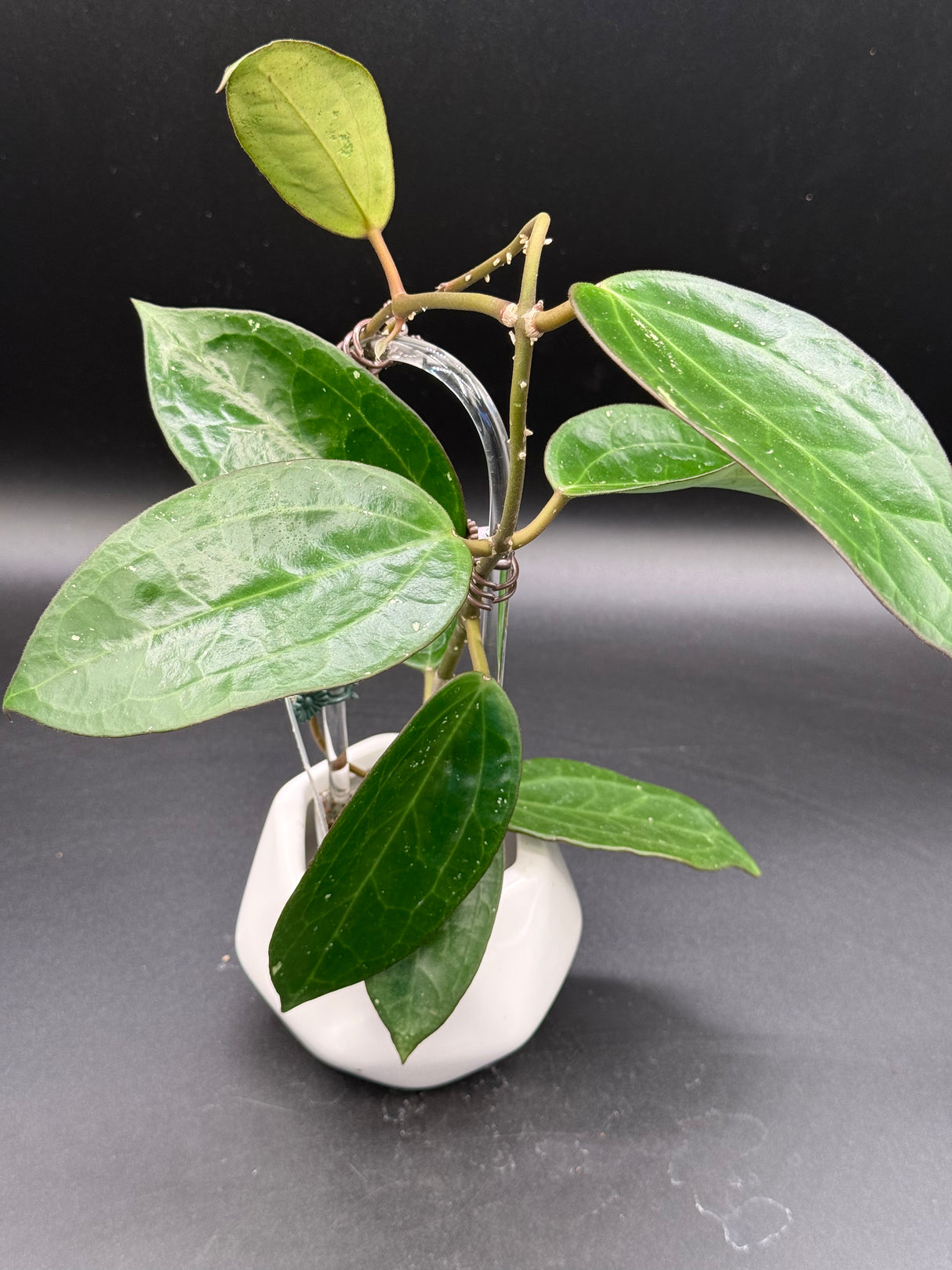 UT249 x latifolia ‘Pot of Gold’ -WD-829