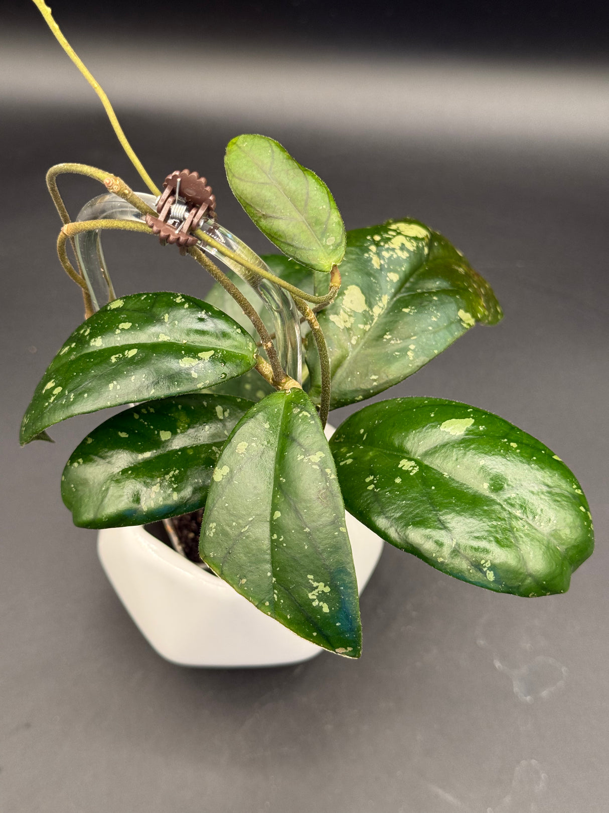 sp. Tanggamus (Round Leaf) -WD-465