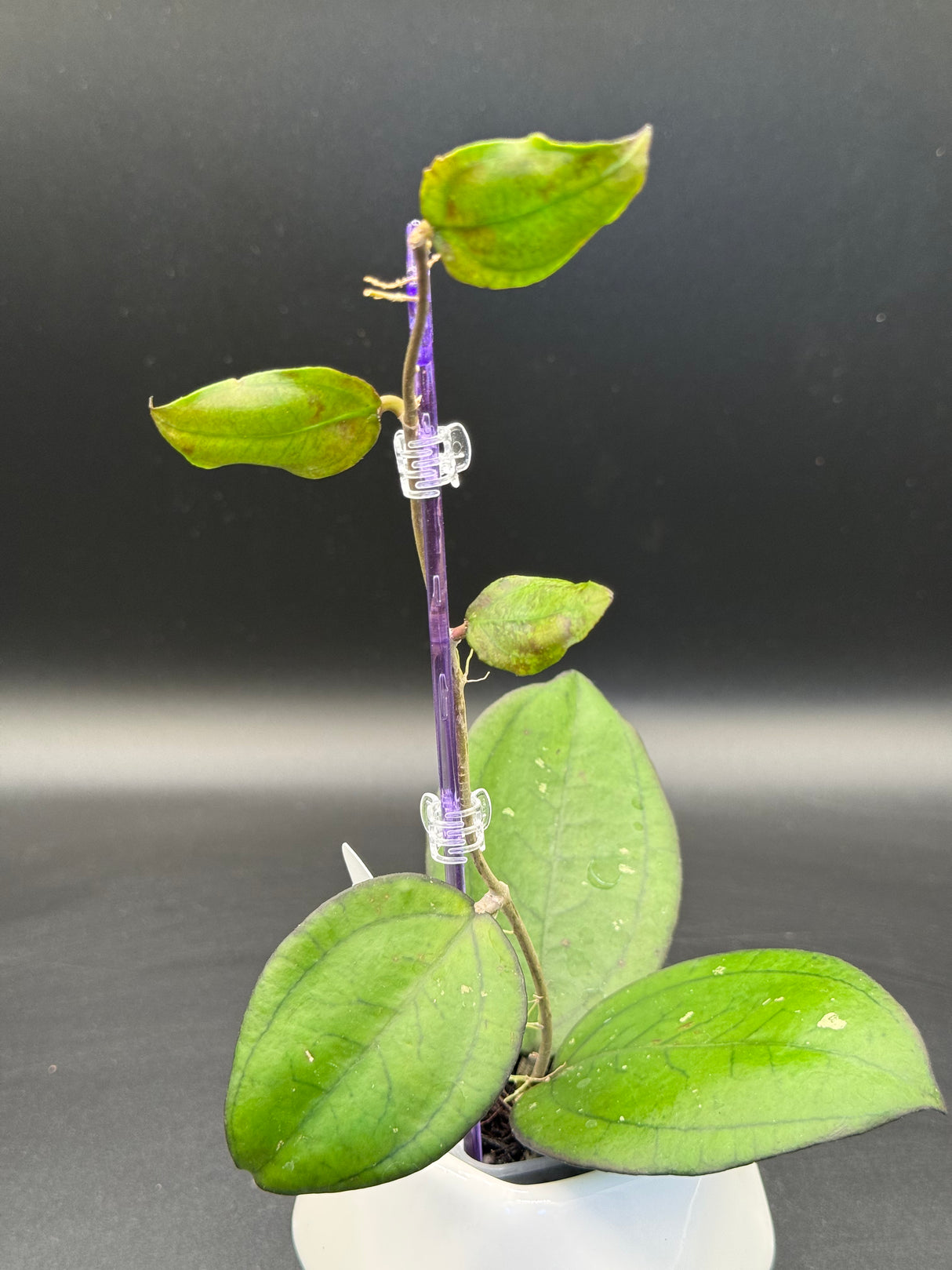YMH012 (KSB01 x clem (aceh) NAPC seed 4) -WE-878