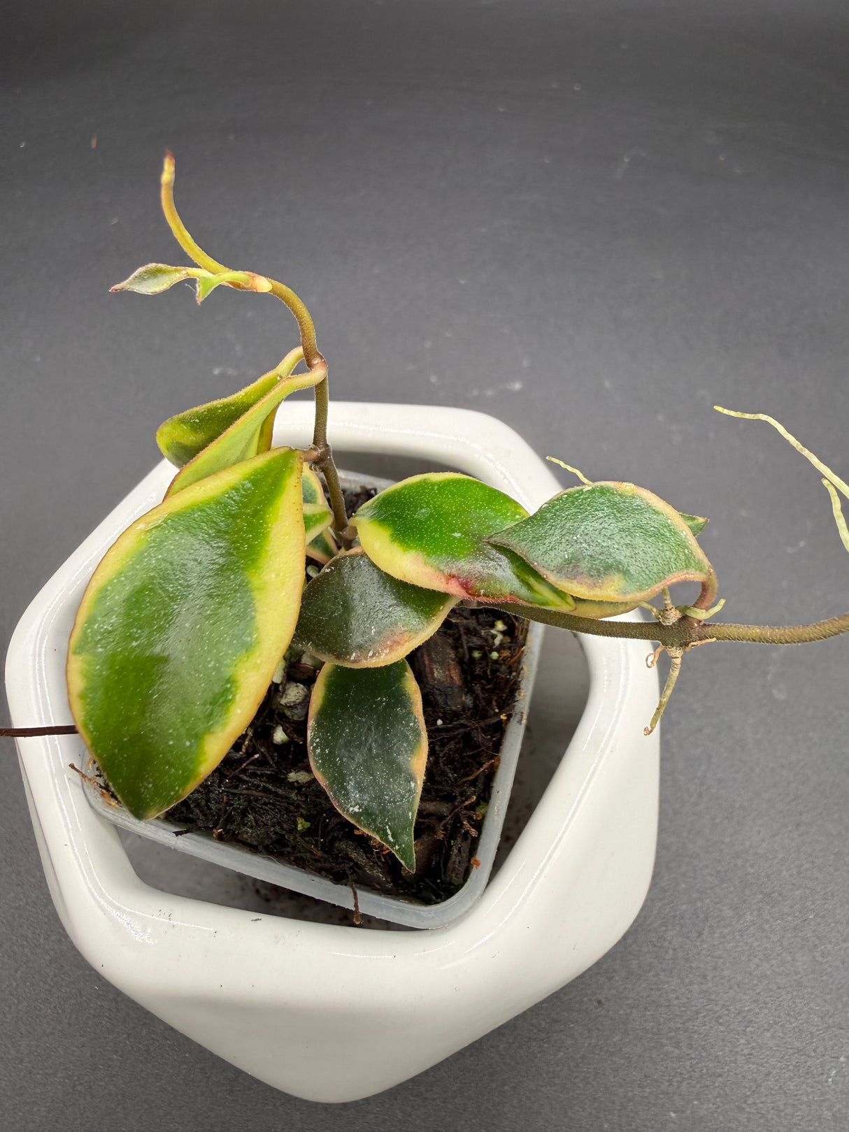 bakoensis (albomarginata) -WE-867