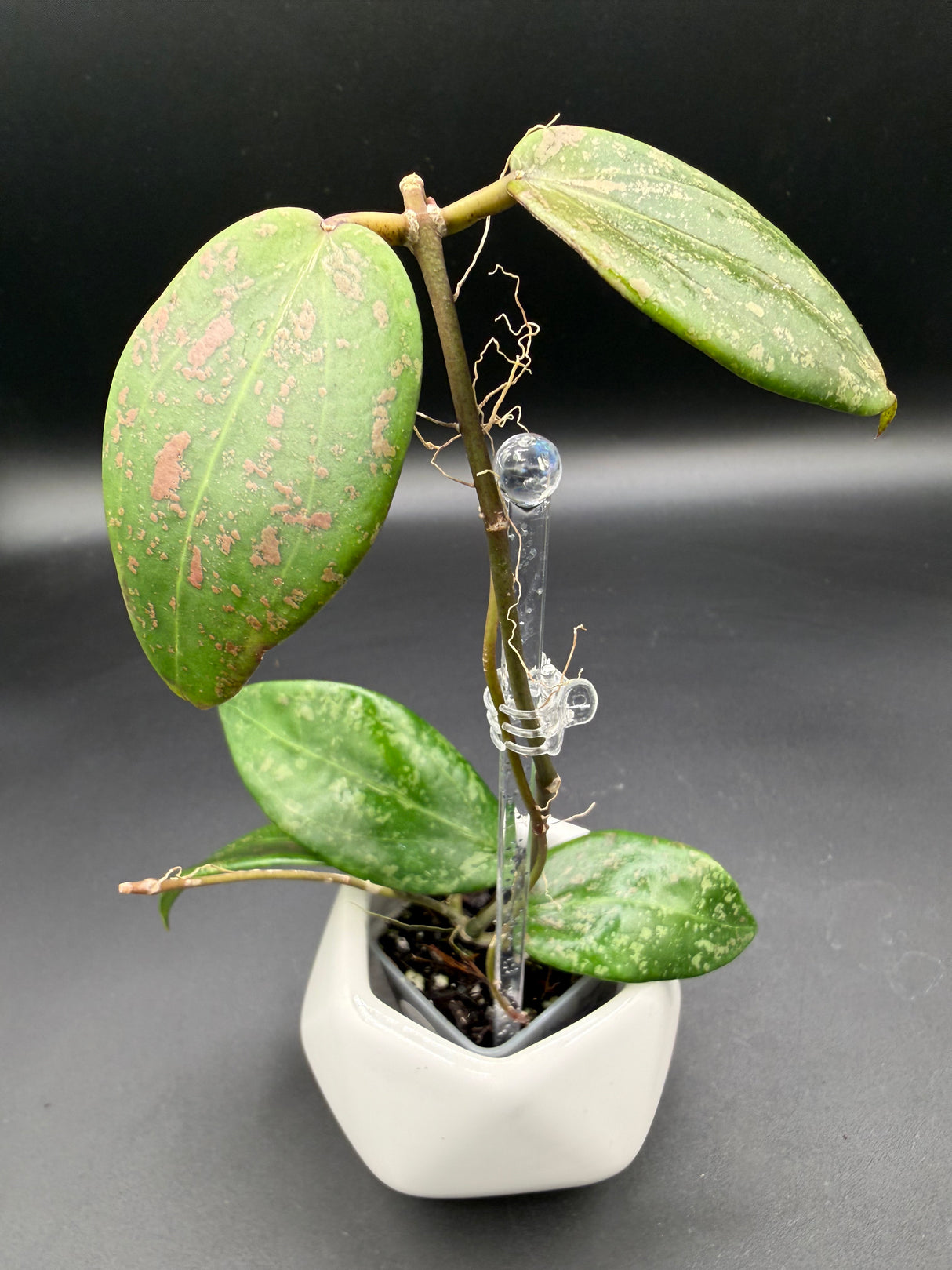'Pink Curl' verticillata (FKA wibergiae) (DMW-001-Q) -WF112