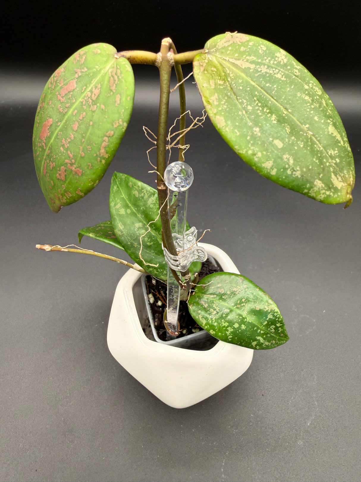 'Pink Curl' verticillata (FKA wibergiae) (DMW-001-Q) -WF112