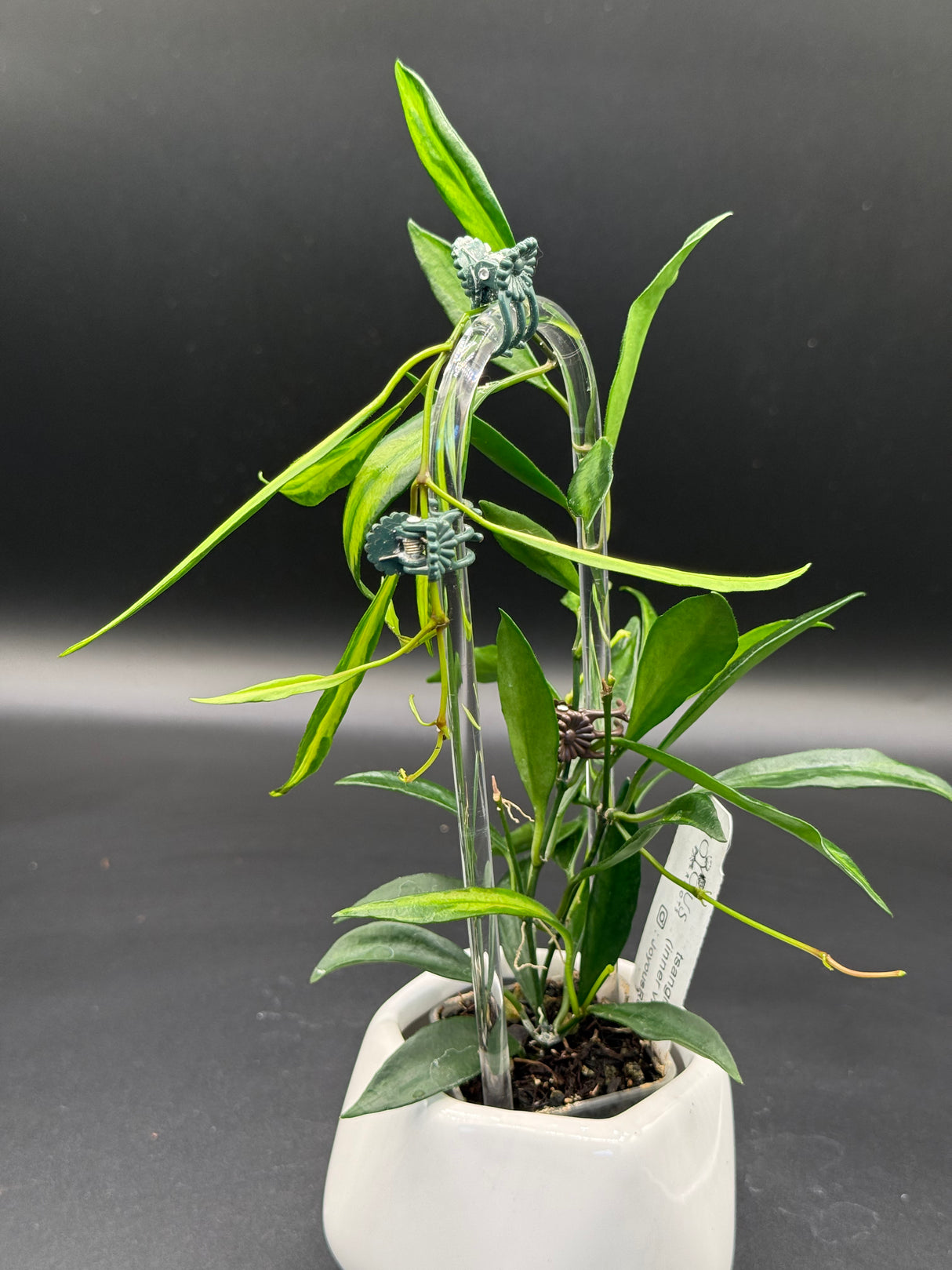 tsangi (inner variegated) -WD-939