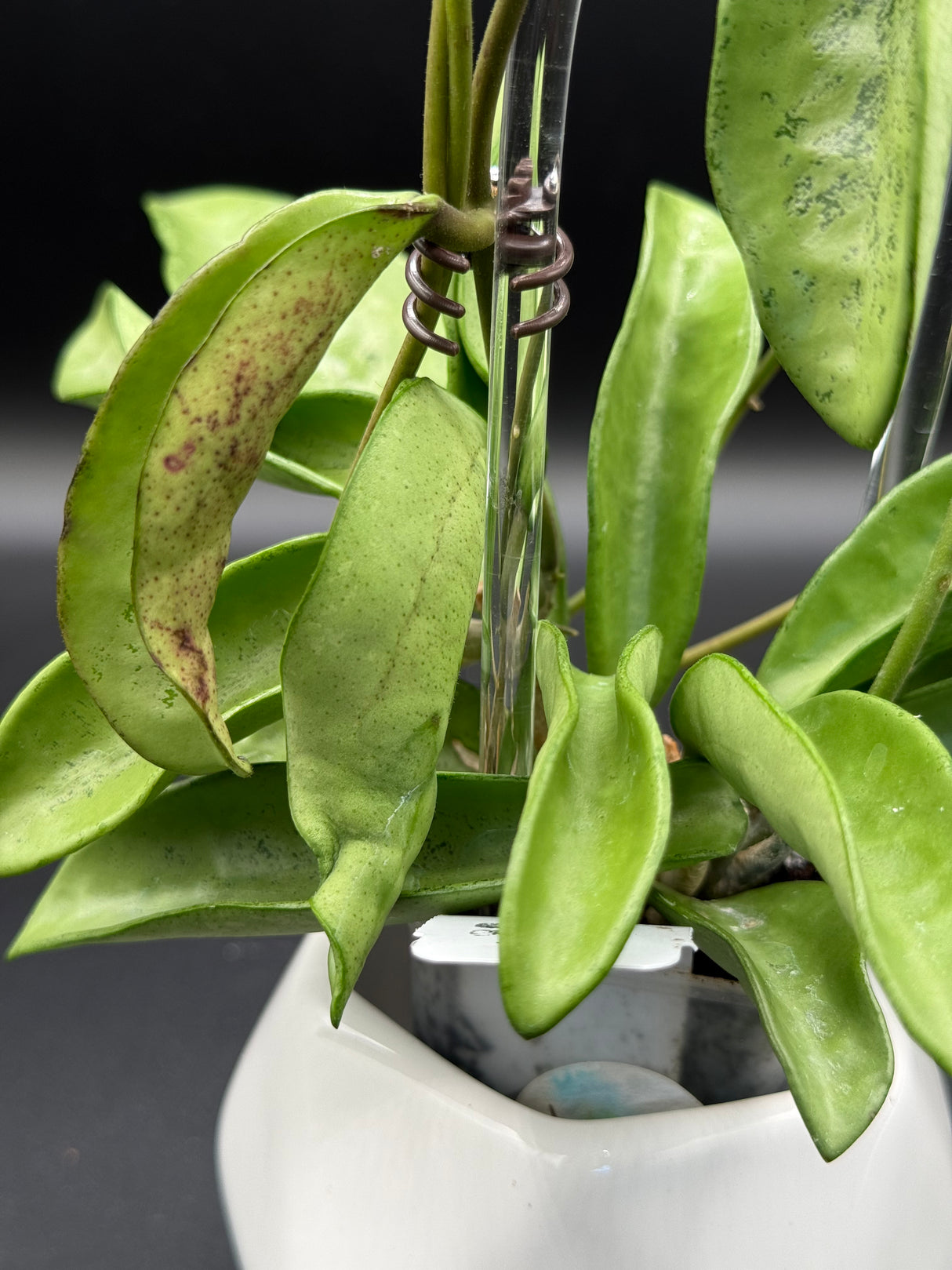 Verticillata ‘Silver Ghost’ -WD-454