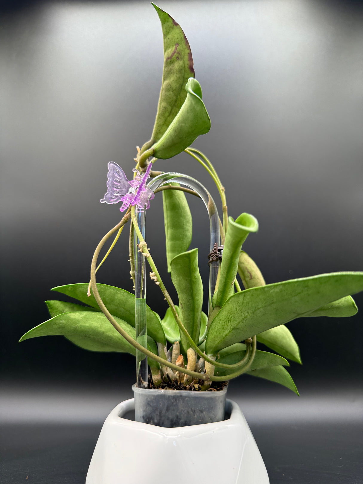 Verticillata ‘Silver Ghost’ -WD-454