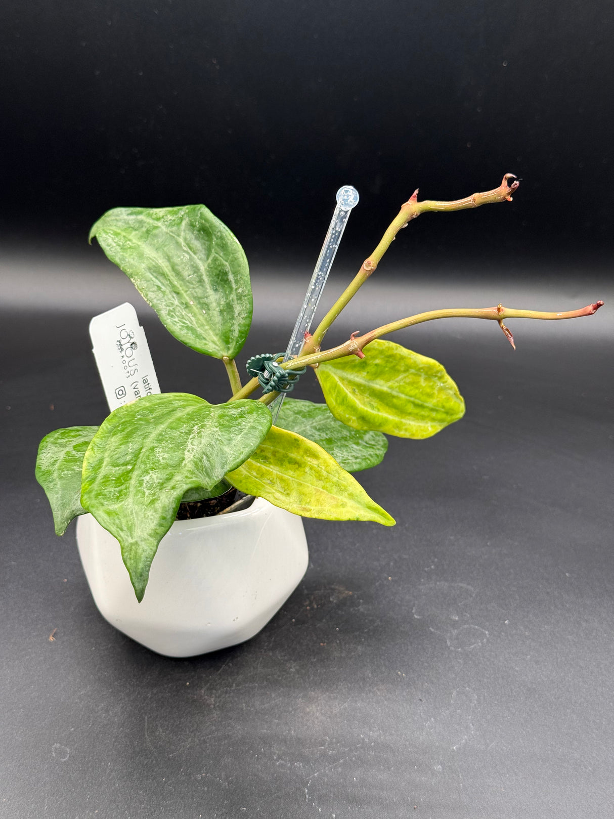 latifolia (variegated, UPT011) -WD-607