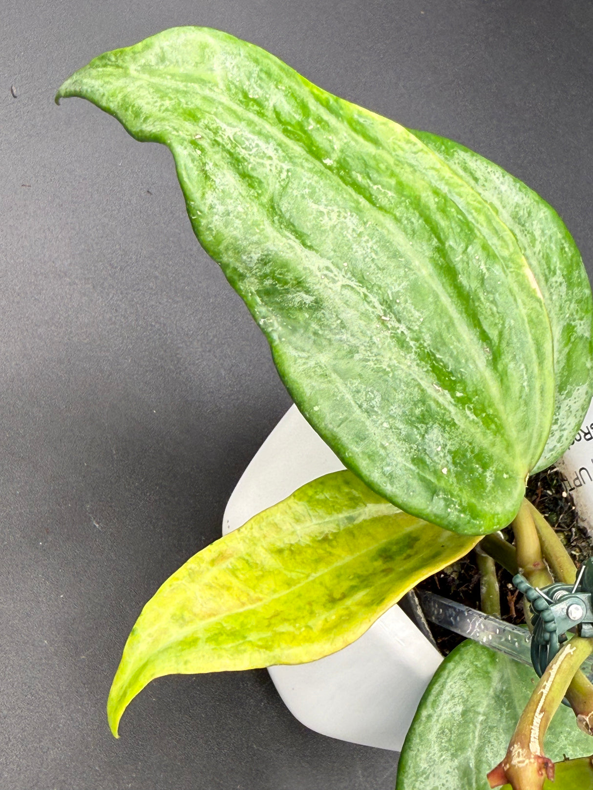latifolia (variegated, UPT011) -WD-607