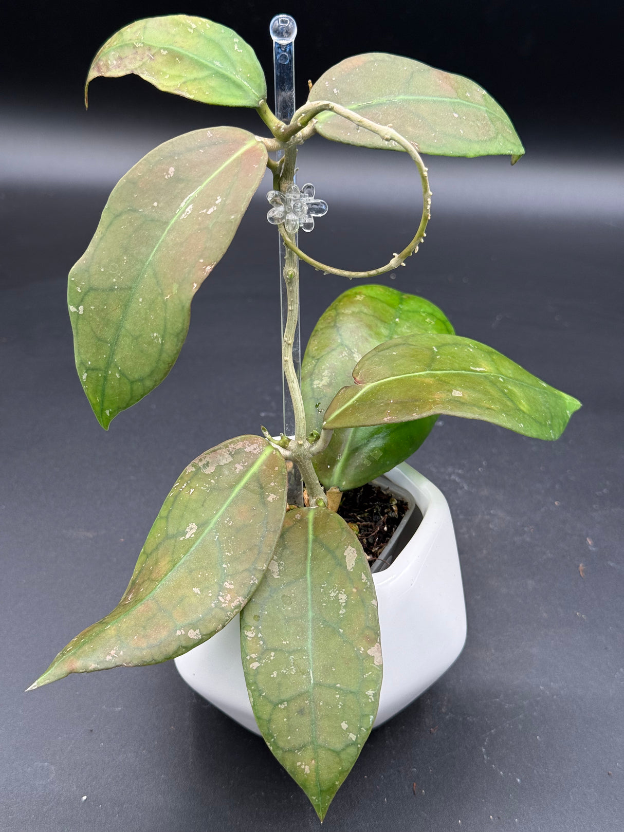 TR017 NAPC-a (clemensiorum x aff. vitellina) -WF-889