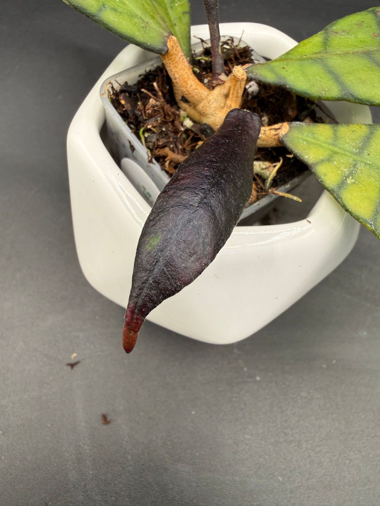 callistophylla 'Eggplant' -WD-887