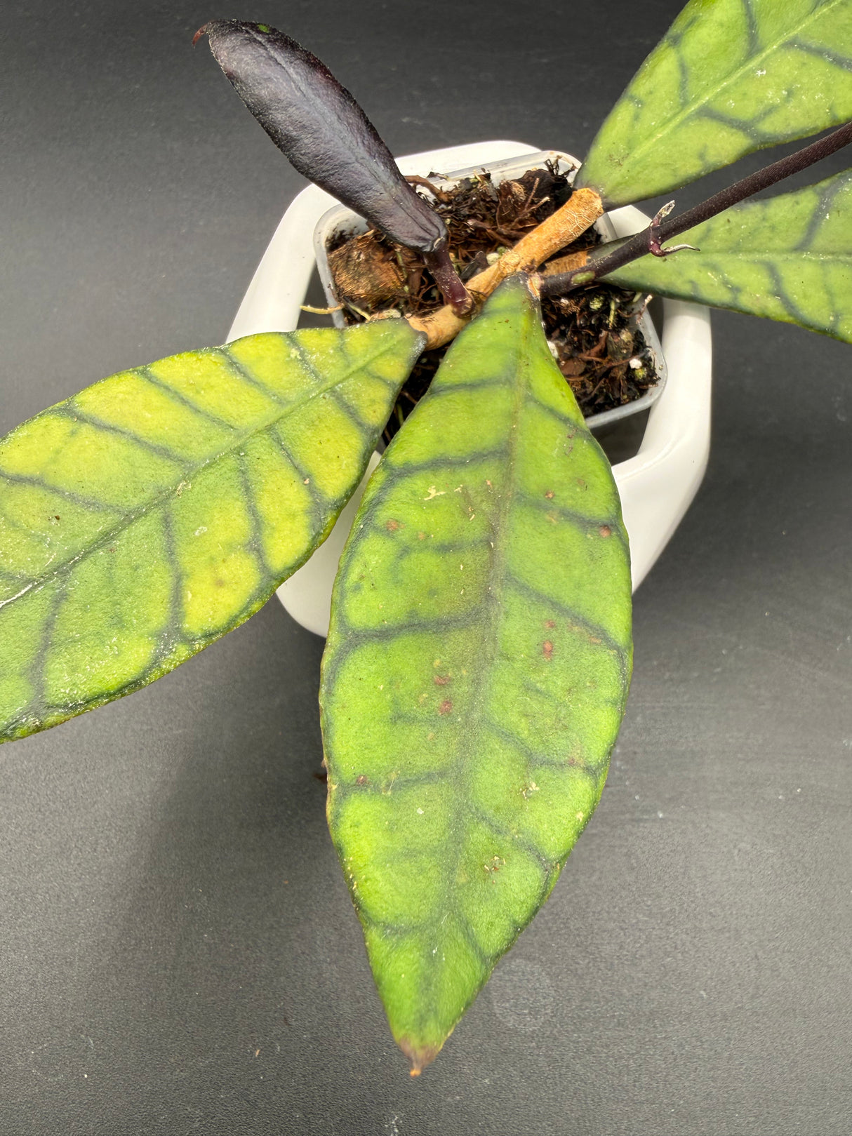 callistophylla 'Eggplant' -WD-887