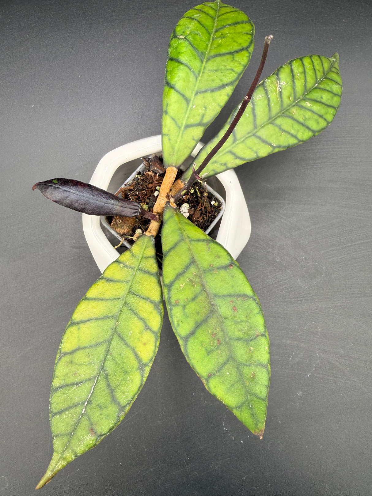 callistophylla 'Eggplant' -WD-887