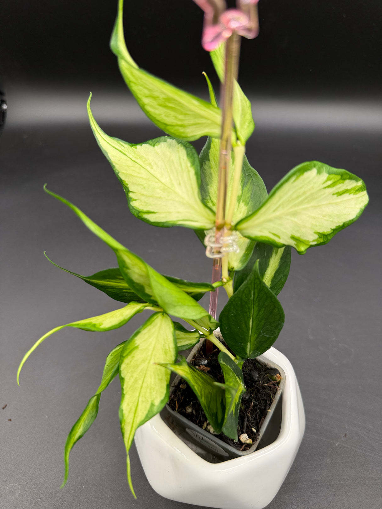 polyneura (inner variegated) -WE-300