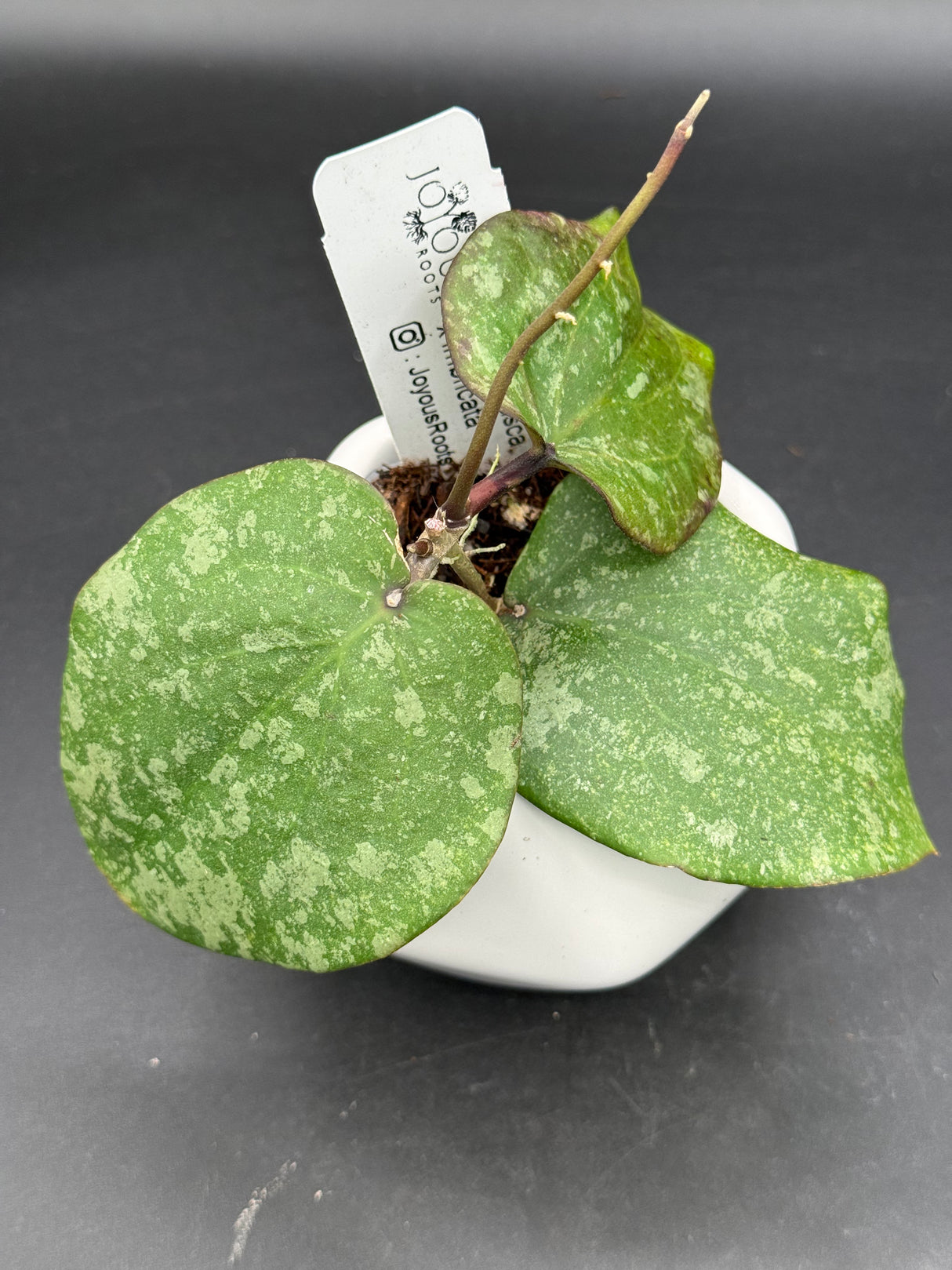 Purpureofusca x imbricata -WD-899