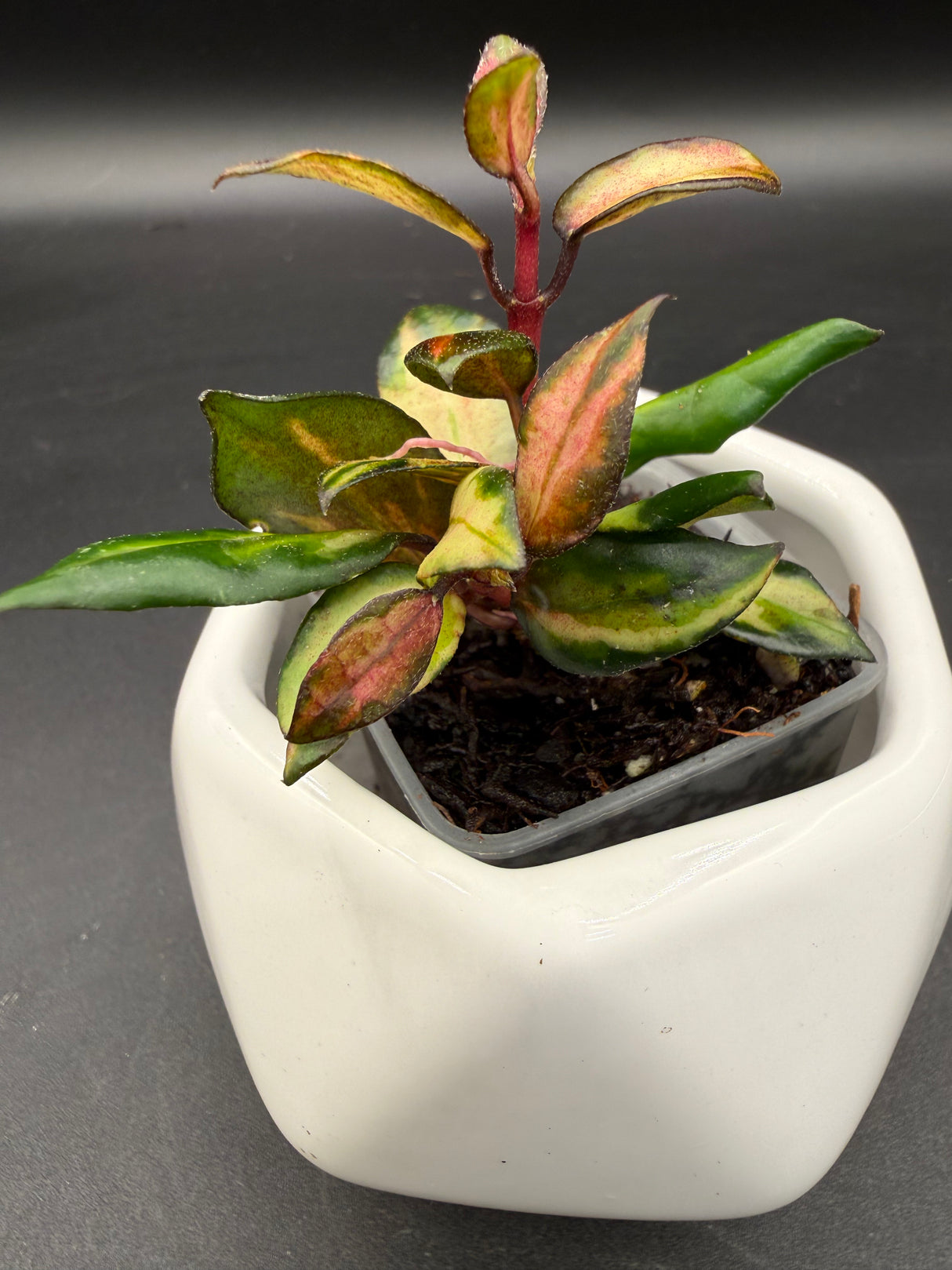 lacunosa ‘Scarlet Glow’ (FKA ‘Bruno’ red)