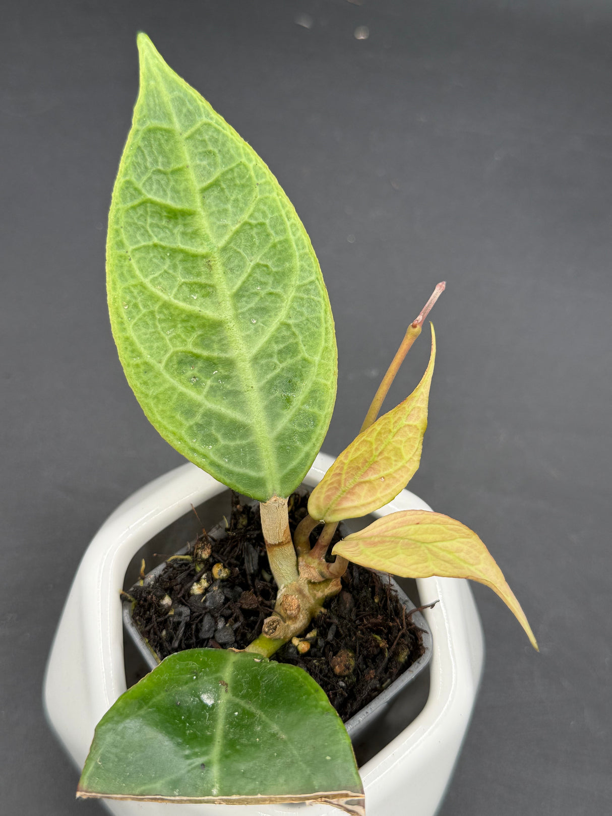 verticillata sp. Tanggamus (outer variegated) -WD-910
