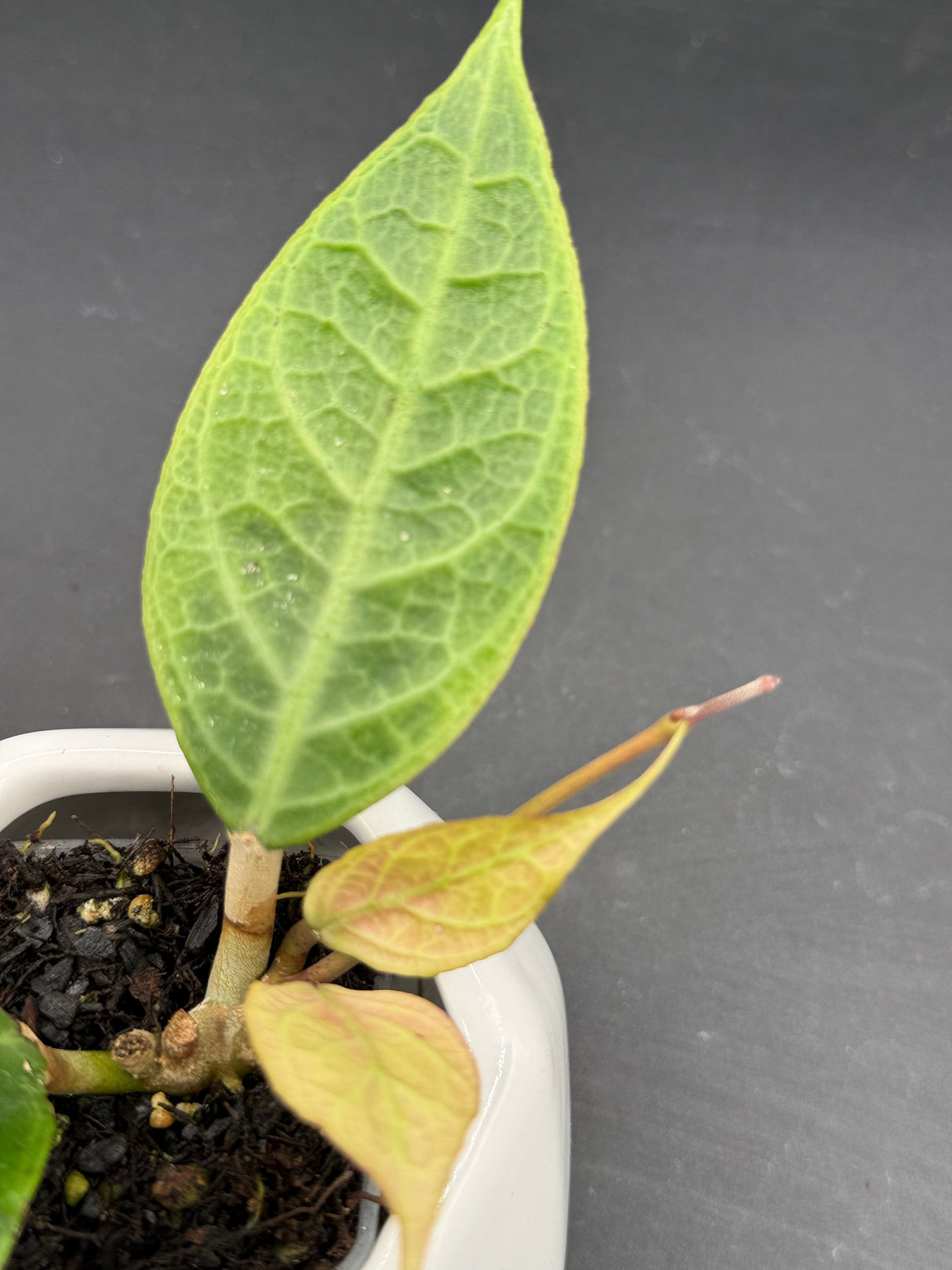 verticillata sp. Tanggamus (outer variegated) -WD-910