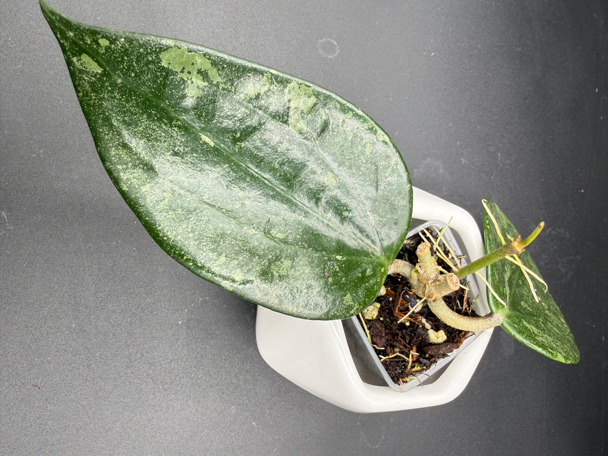 latifolia 'Rimba Perak' -WF-976