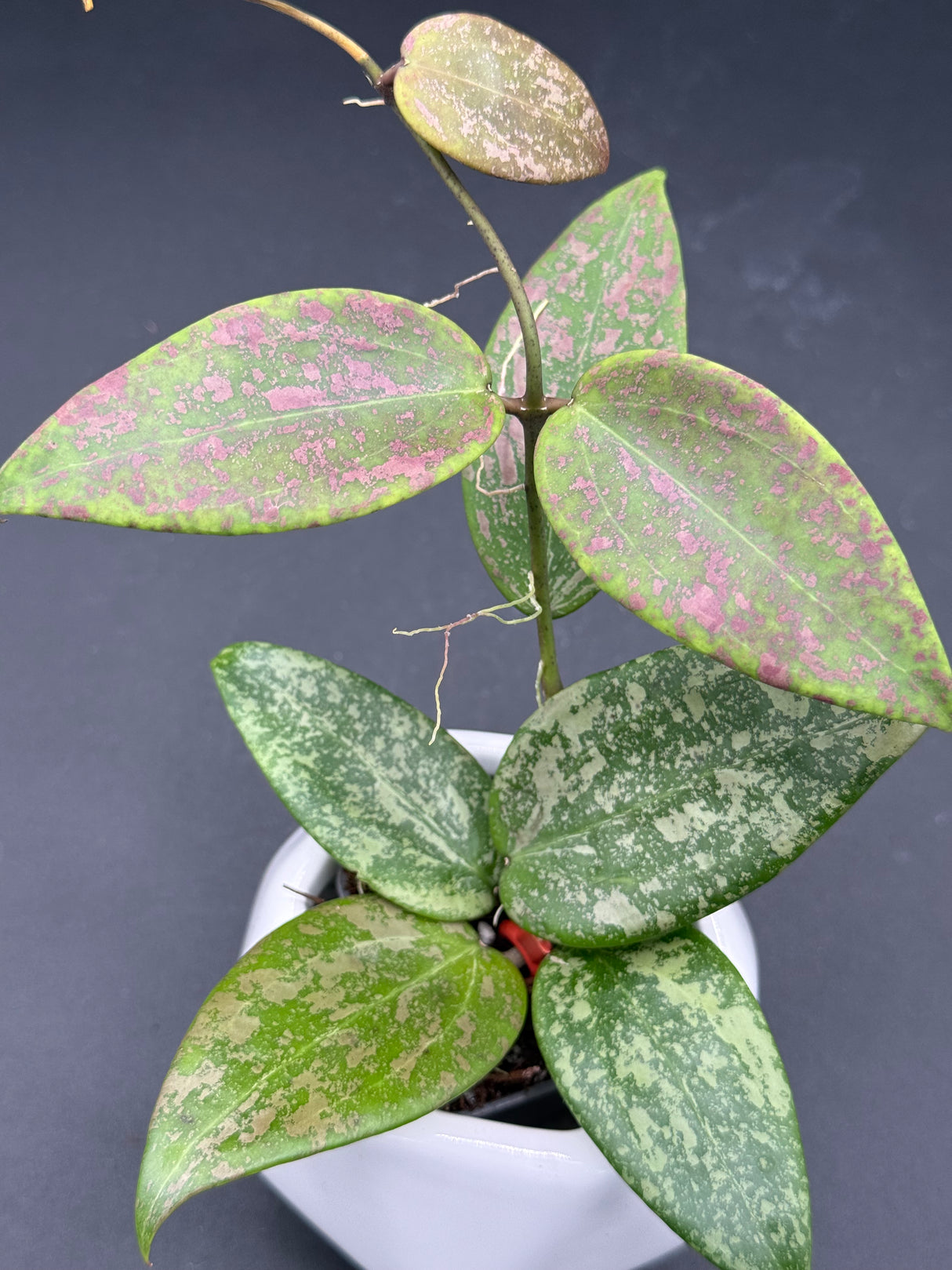 'Pink Crush' (DMW-001-U) -WF-990