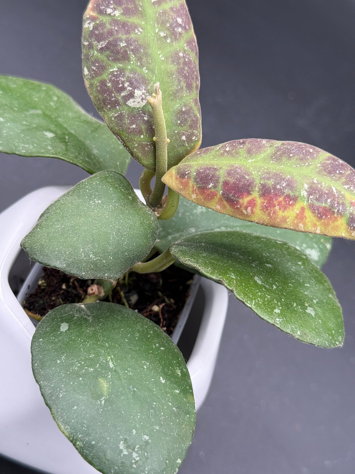waymaniae (albomarginata) -WF-994