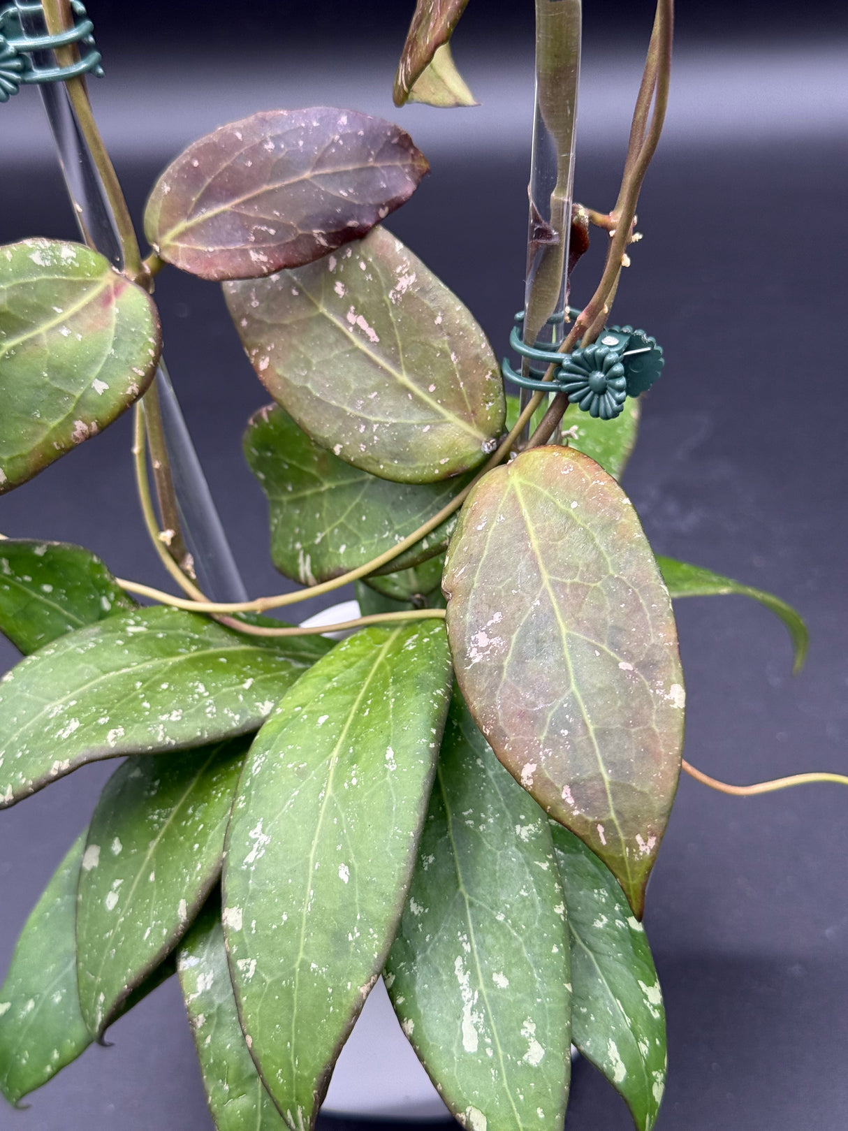 RHM2459-B (clemensiorum x UNK) -WG-004