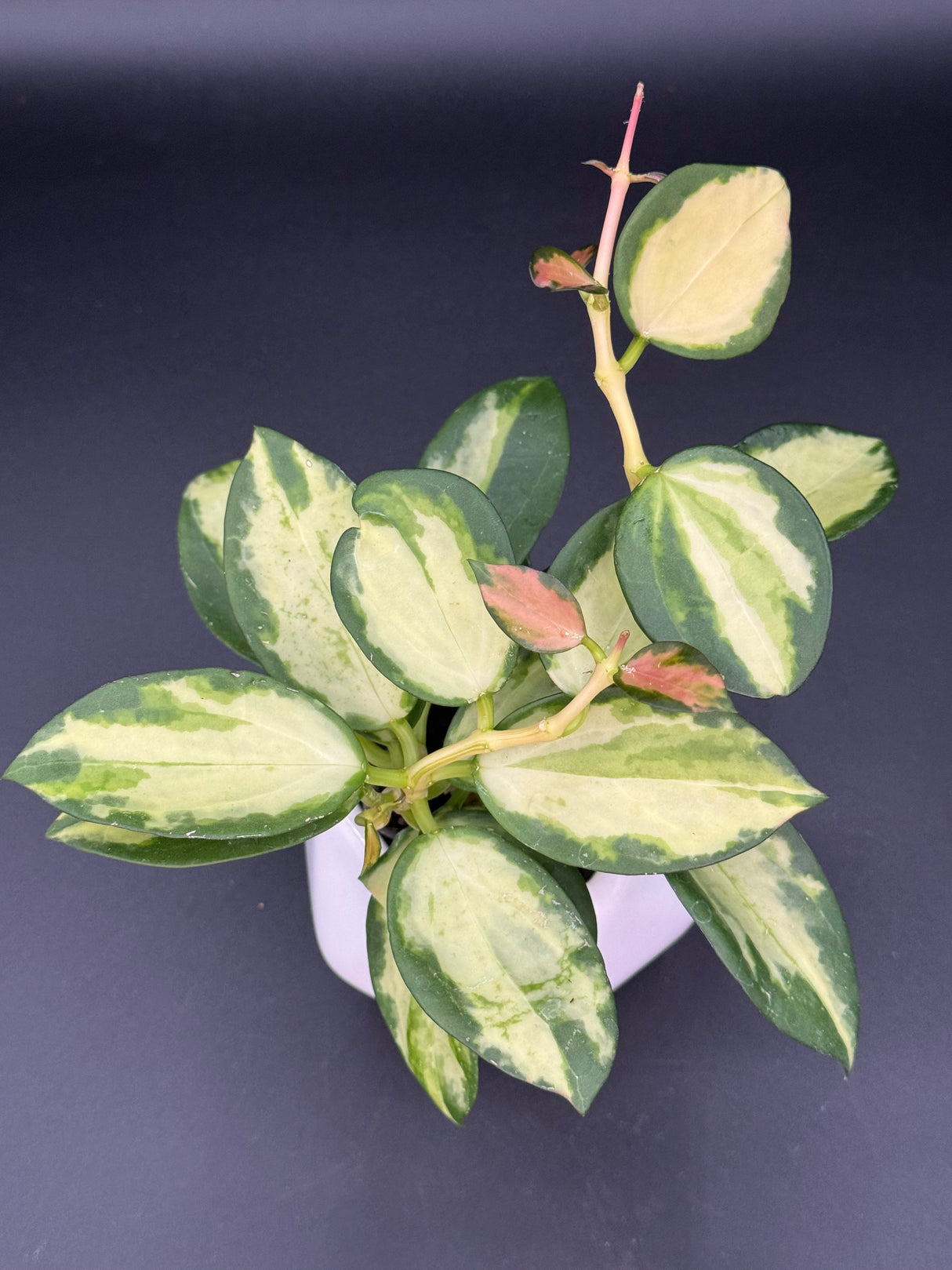 para (inner variegated) - WD-949