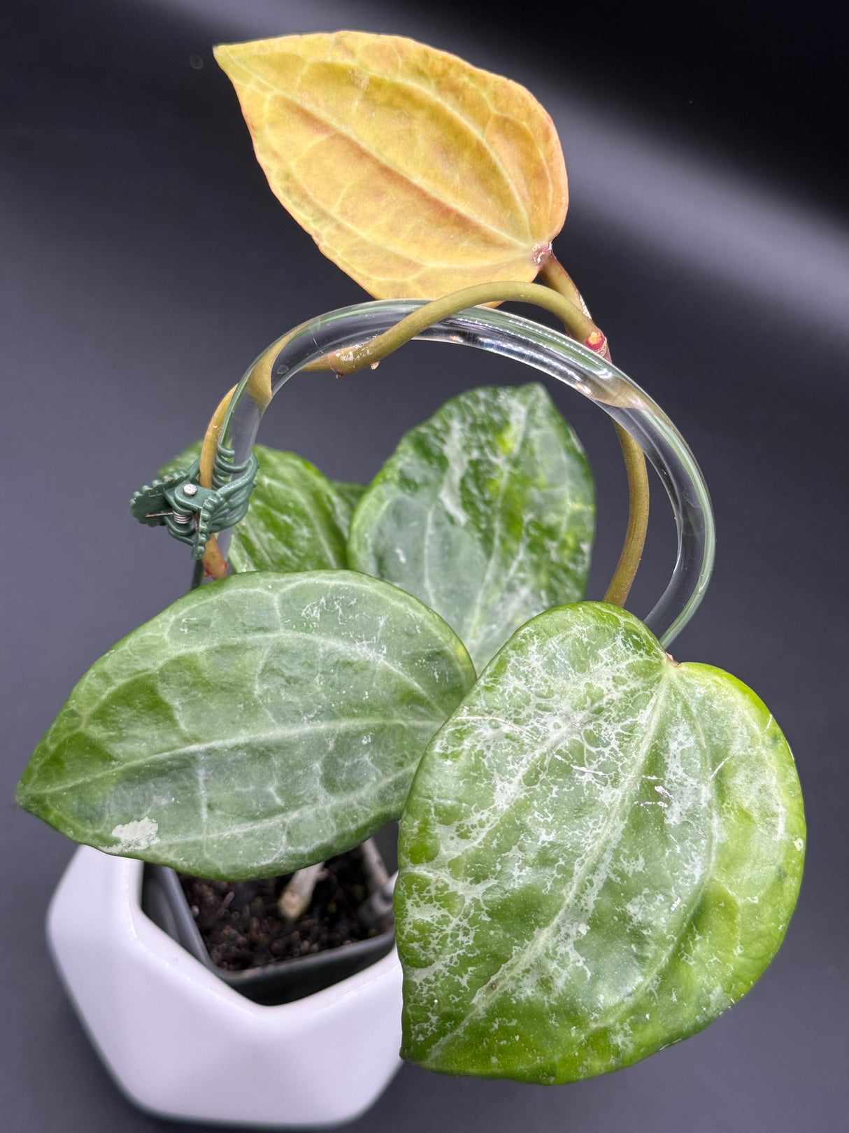 Latifolia (variegated, UPT011) - WE-061